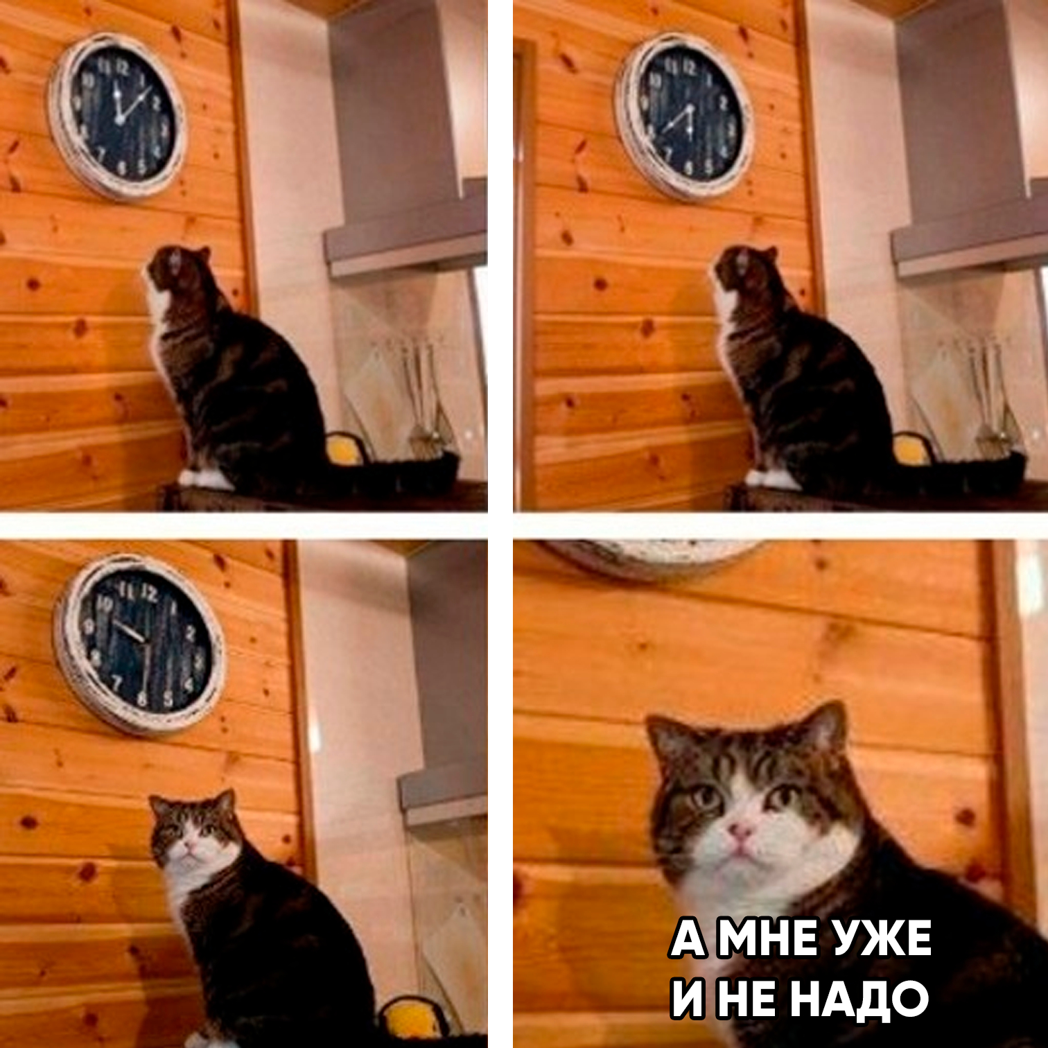 Мем с котом и часами оригинал