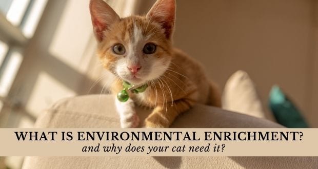 Catspad Catspadofficial Twitter