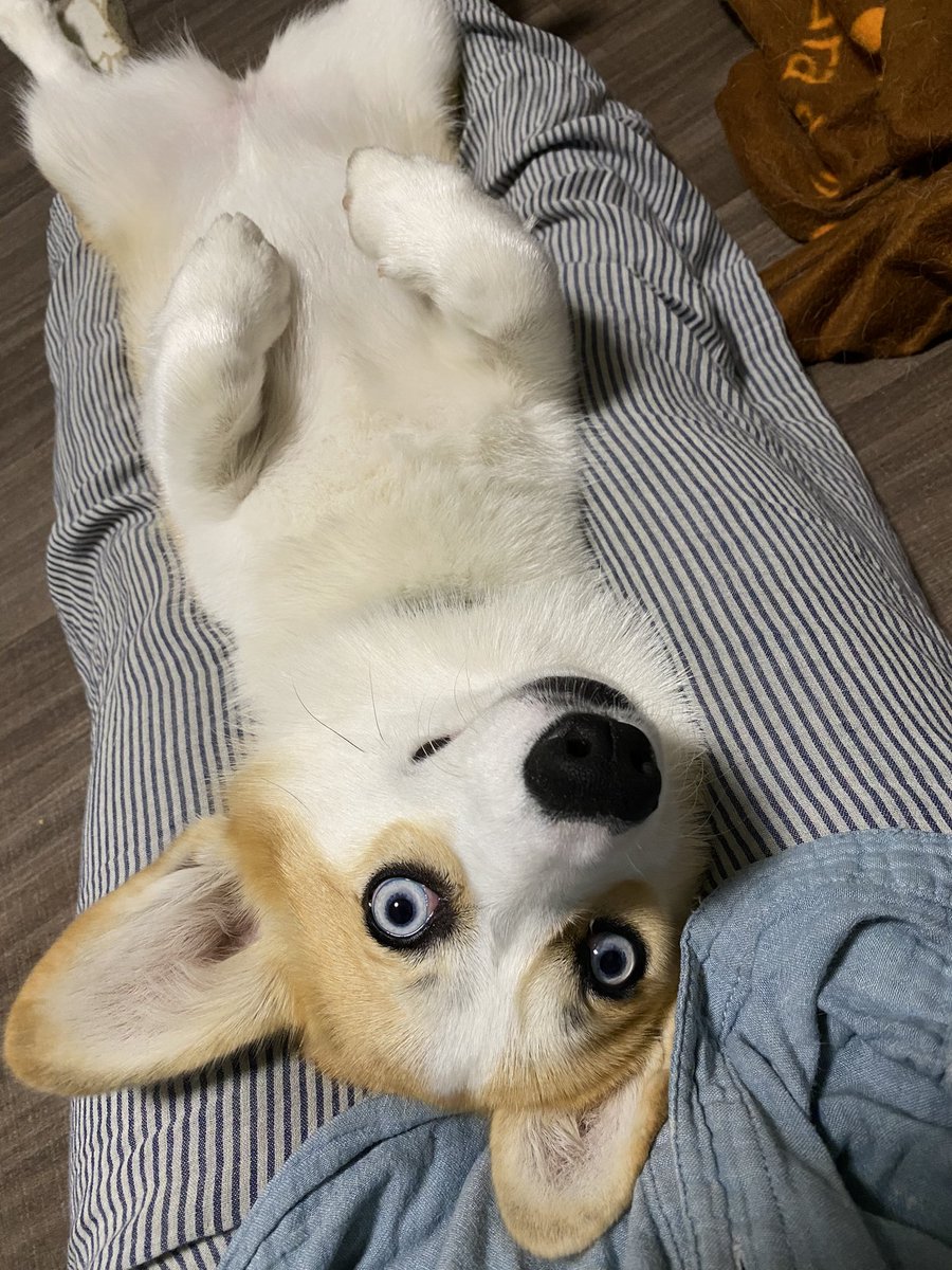レイ 青い目のコーギー Kjoh4jxgfroz3sr Twitter