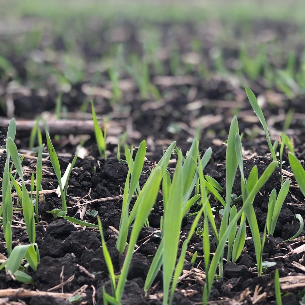 chris chalaturnyk tweet media