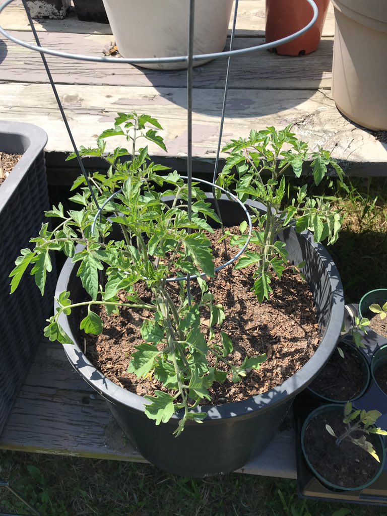 VLAofSCC's tweet photo. Garden work! https://t.co/sRE0ov0omI