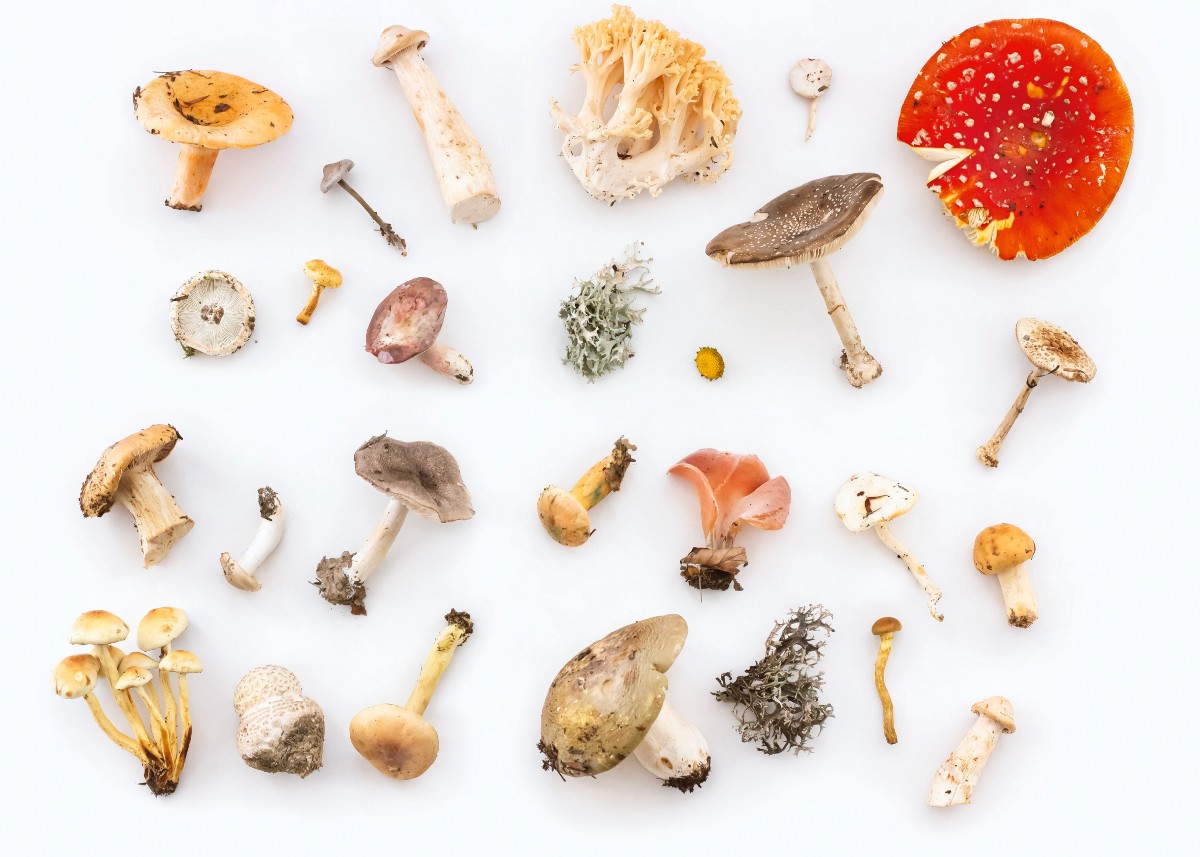 DrMattCrowson's tweet image. RT Computer vision: Let’s classify mushrooms dlvr.it/S0rtDC #convolutionneuralnet #datascience #imageclassification #tensorflow