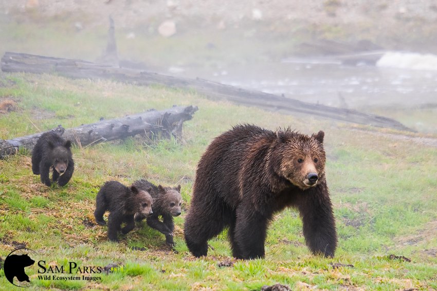 wildearthguard's tweet photo. It's #FollowFriday so check out our programs and people!

@WildPlacesGuard
@wildriversguard
@Wildlife_West
@ClimateWest 
@LivingRio 
@JohnHorning_
@the_maddawg
@LawoftheWild
@Sam_of_the_wild
@KoehlerMatthew
@LeiaBarnett17
@wild_merlin
@jen_pelz 

#StandForWolves
#StopExtinction https://t.co/2ImAIQ96Wp