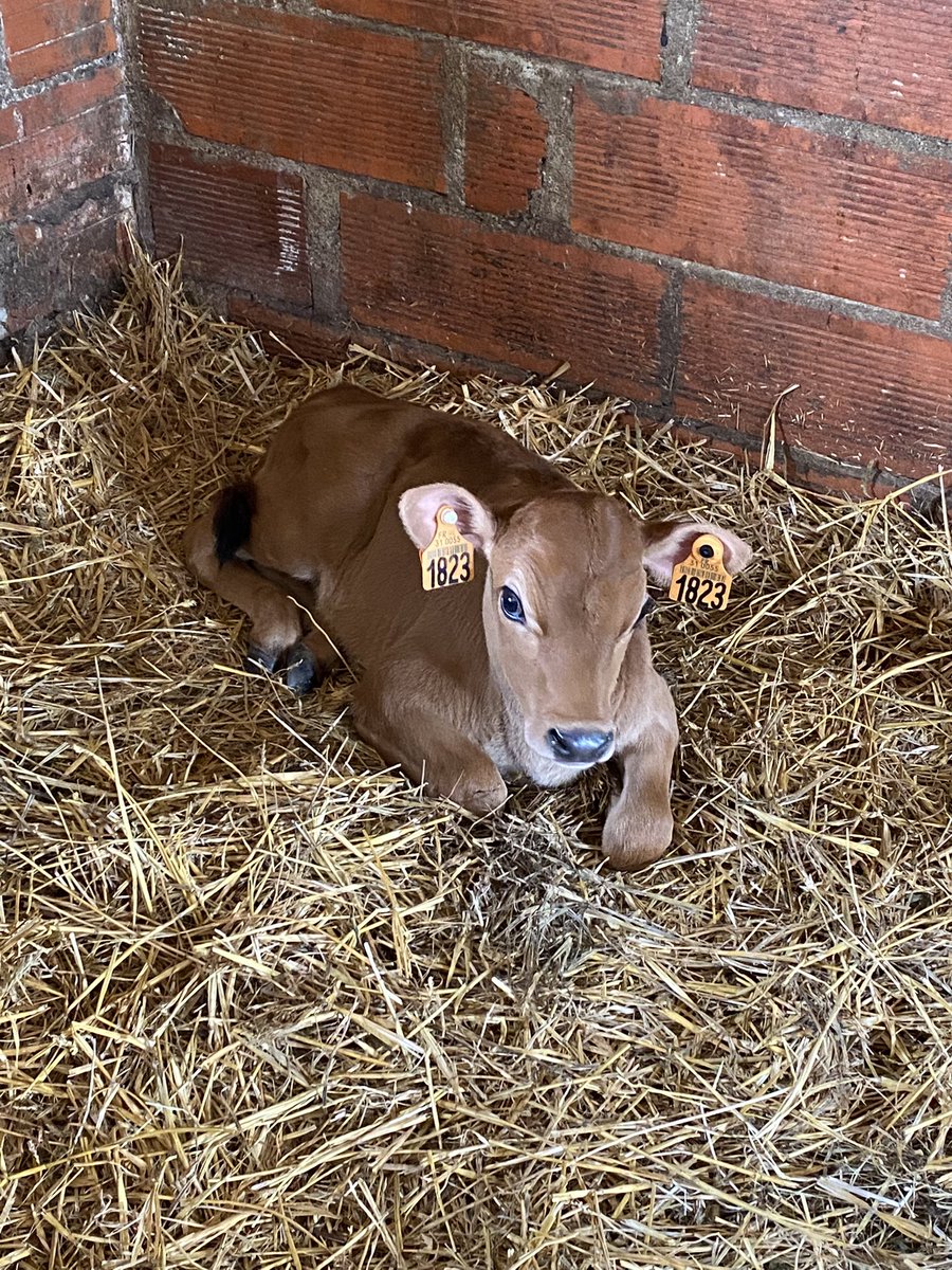 JulienAbbas's tweet photo. Carole Fabre et moi nous sommes rendus à #Rebigue, aux côtés du maire, chez un éleveur et producteur de lait.

Les #agriculteurs et les éleveurs locaux font partie de notre #patrimoine commun. Il est de notre devoir de leur apporter notre soutien. 🤝

#departementales2021 https://t.co/UEh1uGAzwU