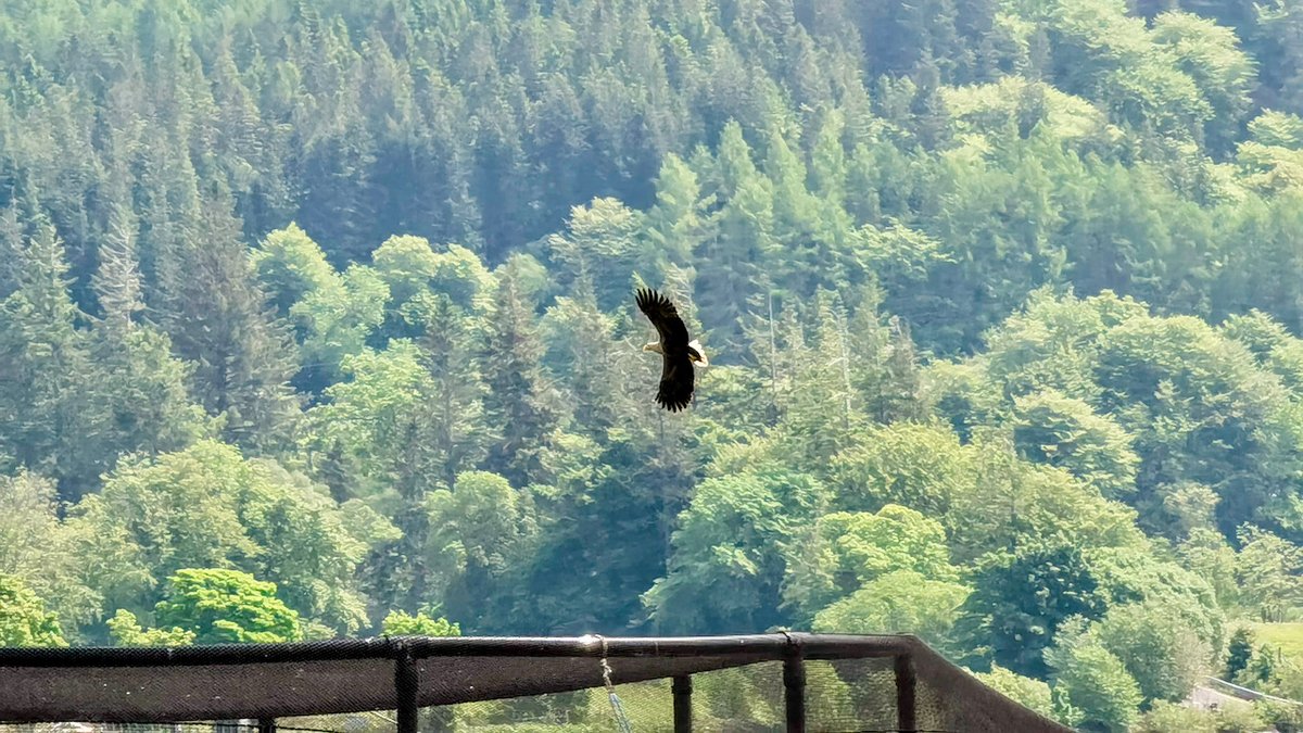 scotseafarms's tweet photo. MARINE LIFE | Would you look who visited our Shuna farm team earlier today. Big thanks to fish husbandry colleague Ross for the pic #seaeagle #shuna #appin #argyll #argyllandbute #scotland #lovescotland #visitscotland #beautifulplacestowork #marinelife #thisfarminglife https://t.co/B1tH9k74NA