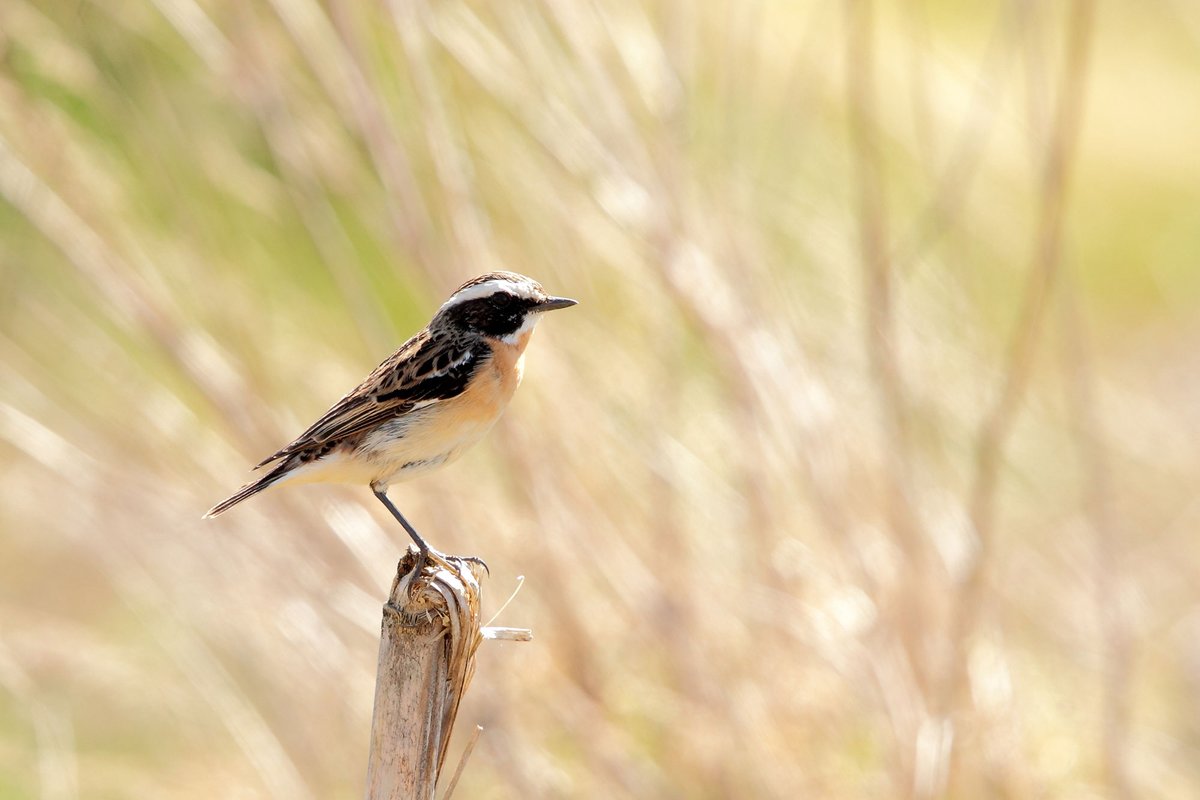 Le_Museum's tweet photo. #biodiversité 🐦 En 30 ans, les populations d'oiseaux des villes et des campagnes françaises ont chuté de 30%. Un bilan publié par le Muséum, @LPOFrance et @OFBiodiversite.
👉 https://t.co/UwaWwkBckF https://t.co/QvVVibSVRJ