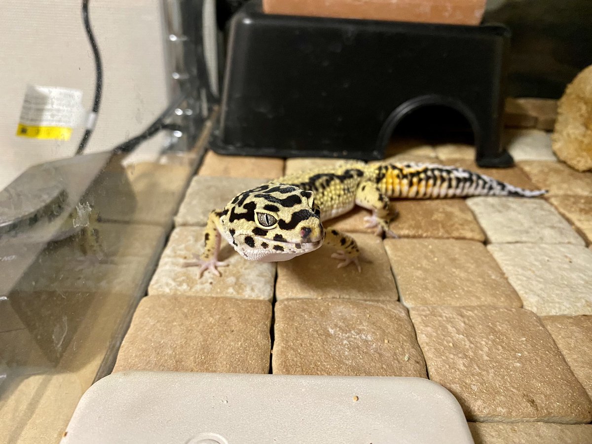 49g〜51g！
写真撮られへんかったけど、だいぶ成長が緩やかになったなー
それにしても、だいぶ大きくなったなー
#レオパードゲッコー #ヒョウモントカゲモドキ #爬虫類