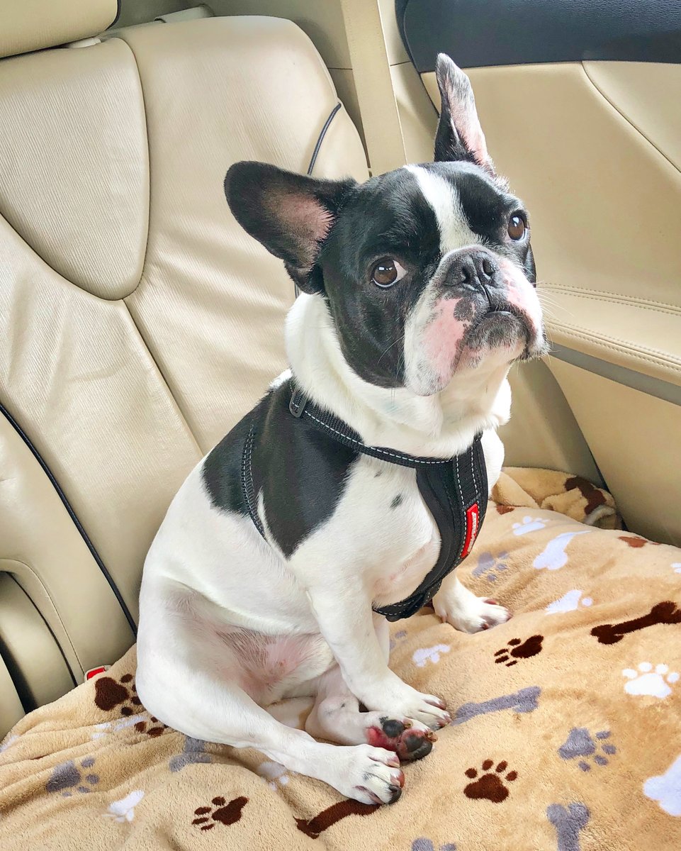 Good morning @vroomcars! Lalo has been eating a bunch of broccoli and has been filling up the car you bought with some high quality Frenchie farts. His plan is to do this everyday until you come pick up it up. It's the least he can do! #SwitchToVroom