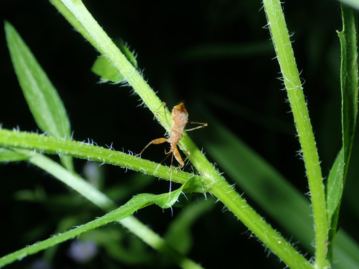 DipFun64's tweet photo. #アカマキバサシガメ 氏
#Gorpis (Orinabis) bravilineatus (Scott, 1874)
常に動くからうまく撮影できなかった.
かっちょいい。
おめめはかわいい。
2021/06/01 撮影
#Hemiptera
#半翅目
#マキバサシガメ科
#Nabidae https://t.co/go8FM4OJHu