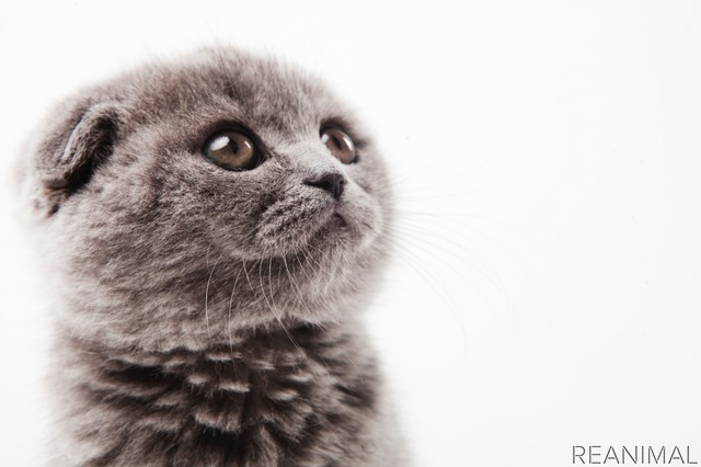 レスポンス ヨーロッパの動物愛護事情 Vol 2 ベルギーでスコティッシュフォールドの繁殖と販売が禁止へ T Co R7hlcl1npq