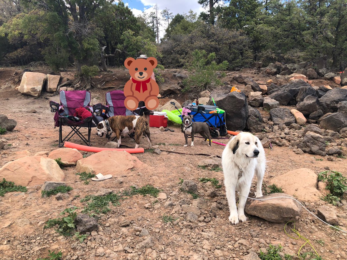Hope you all had a nice weekend! We had a sad day and a good day. Saturday our neighbor’s house burned down and they lost a kitty 😢 SCARY, but yesterday we went to a lake a had a great time, even had a dog pal, Duke join us. #dogsoftwitter #MemorialDay2021