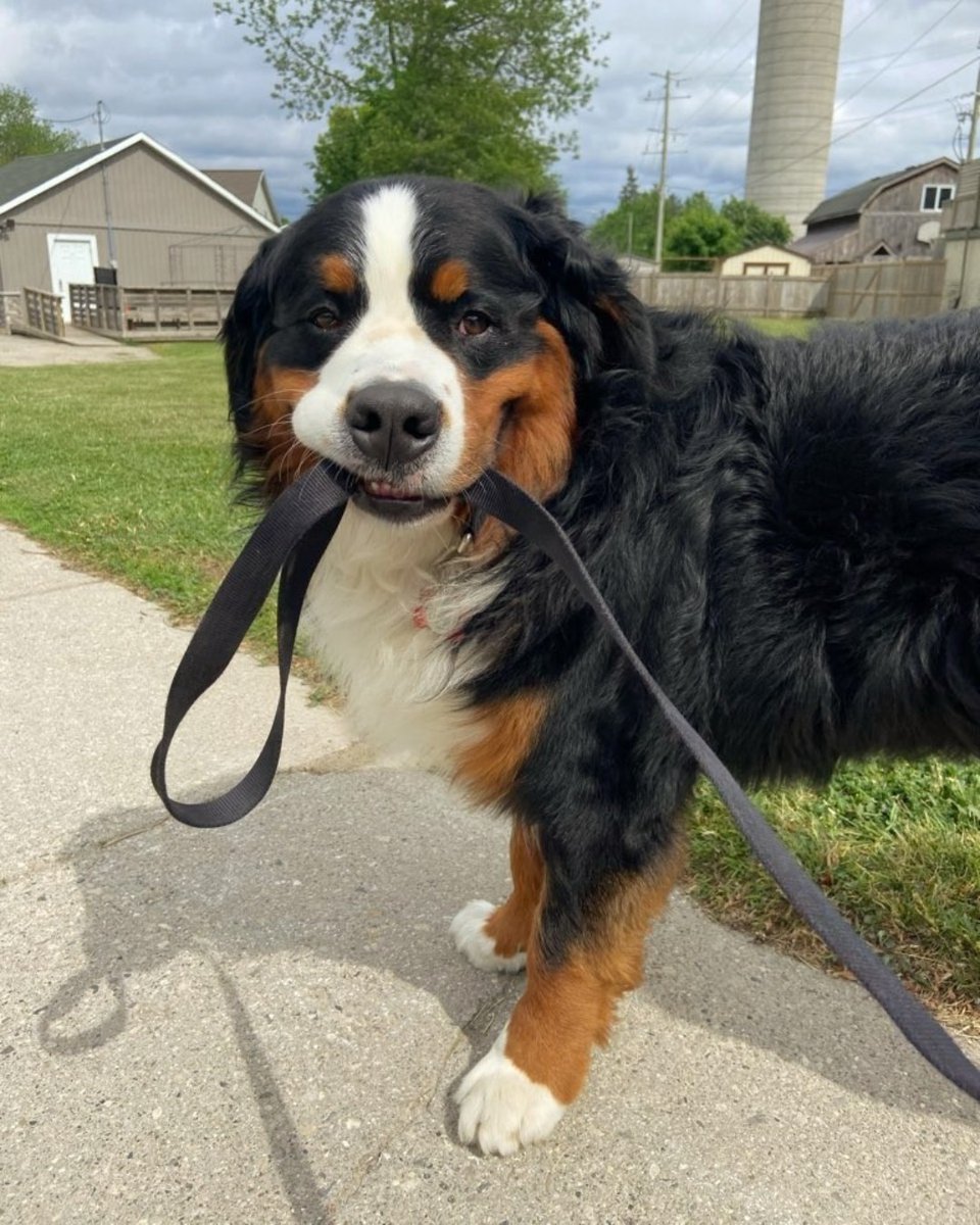 Complete K9 Inc. tweet media