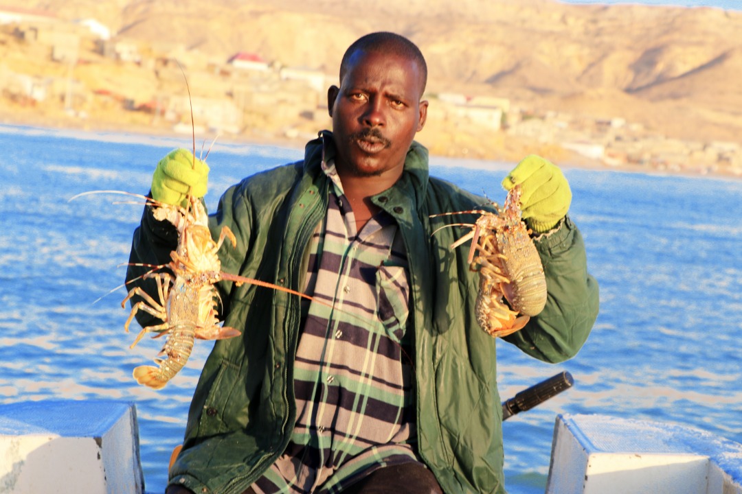 SecureFisheries's tweet photo. Got a #CrustaceanFixation? Bander Beyla has a #SpinyLobster fishery. Unlike American lobster, Somali spiny lobsters are claw-less, but they’ve still got plenty of meat to keep Somalia’s export markets happy! Just another species to celebrate on June 8, #WorldOceanDay https://t.co/Wp8X6hRyK5