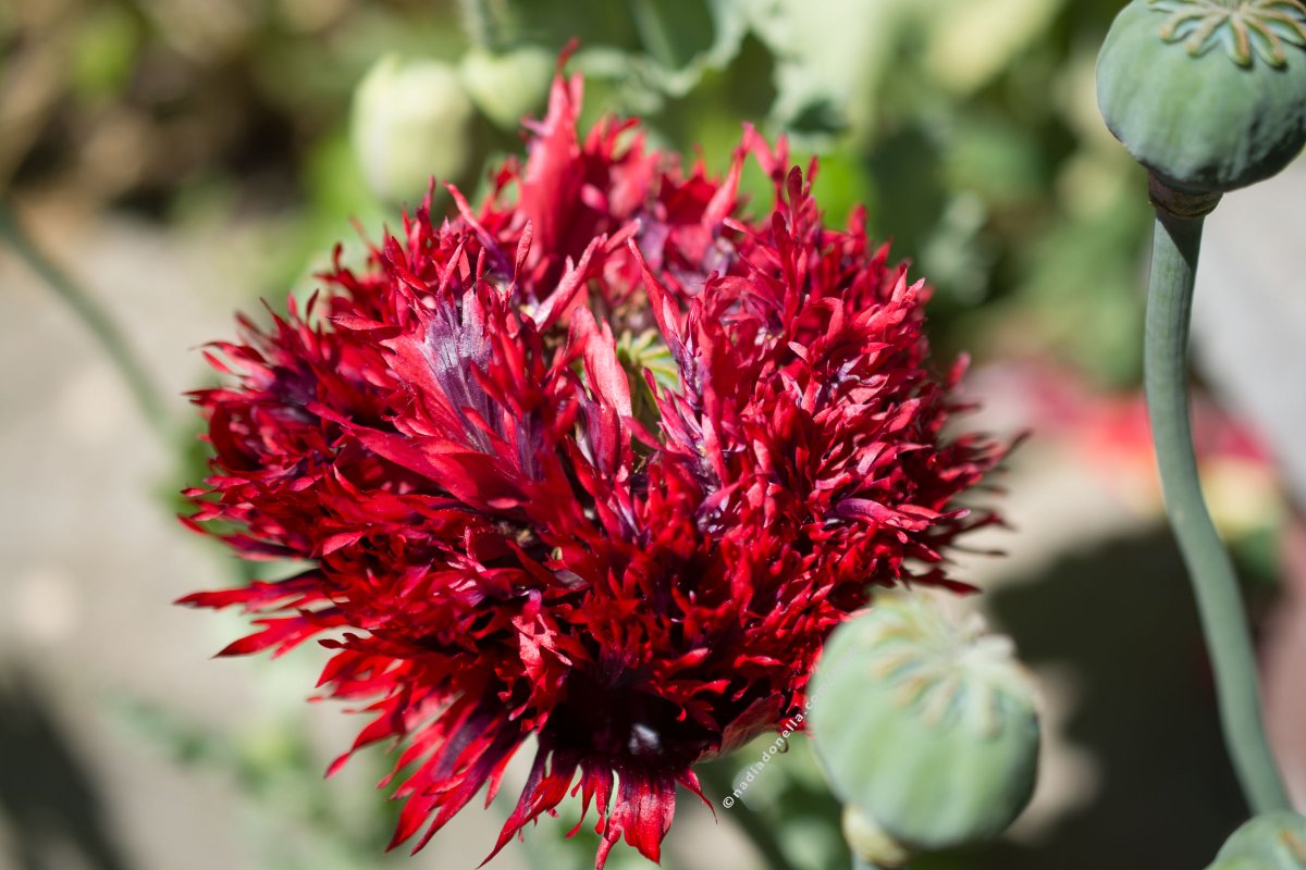 NadiaDonella's tweet image. 5 Activities for you to do as the world reopens. I understand that this is not the case, for many around the globe but there are some great places to step out, for those of us that can. Let me know 1 activity that you would like to start up again, soon? #activitylist #bcblogger