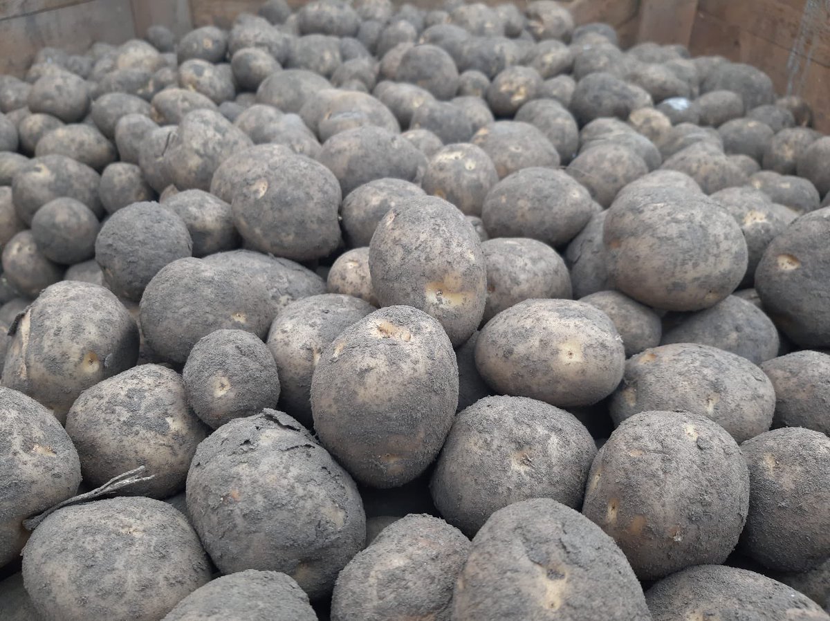 becarbohydrated's tweet photo. We’re edging towards the last of this seasons #Taurus after 9 months in store and they’re looking great! Fingers crossed the upcoming season allows us to do it all again 🤞🏼#potatoes #crisps https://t.co/4bgxeugtVz