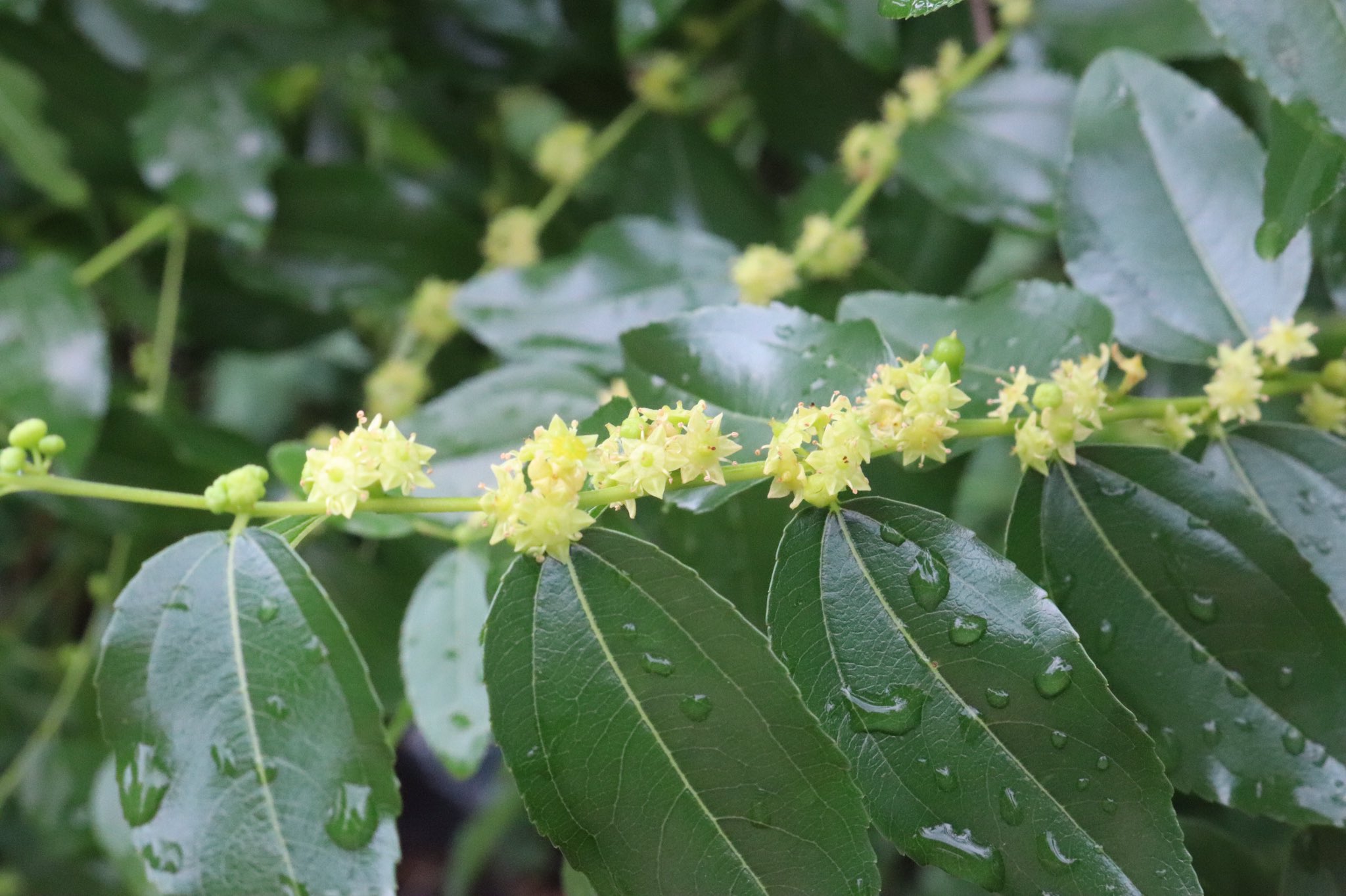 咲くやこの花館 役立つ広場にて 棗 ナツメ が開花しています 夏に入って芽が出ることから和名のナツメが付けられました 花が咲いた後 秋にリンゴに似た味の実ができます ナツメの歴史は古く 日本には奈良時代以前に伝来し万葉集にも詠まれてい