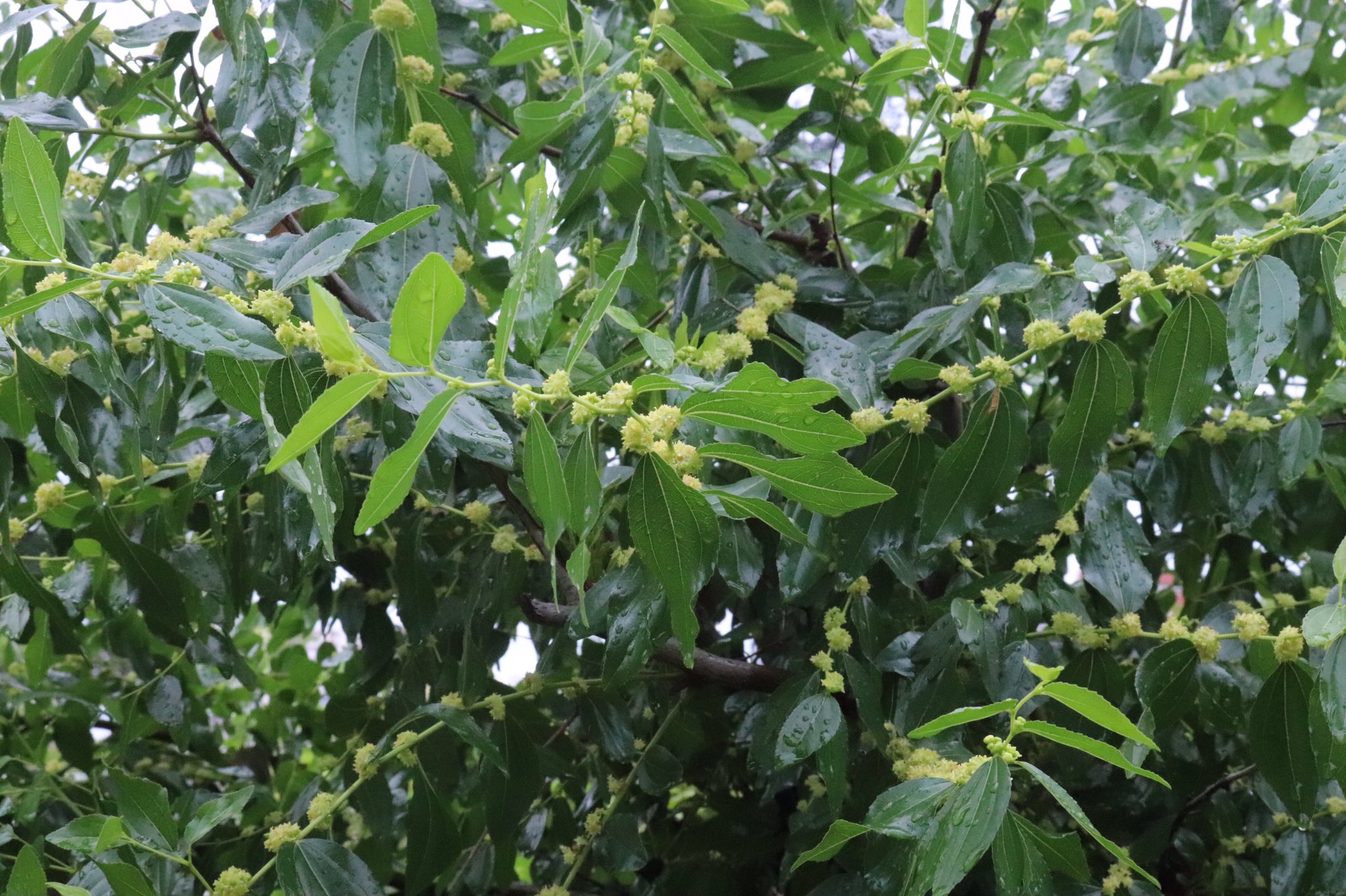 咲くやこの花館 役立つ広場にて 棗 ナツメ が開花しています 夏に入って芽が出ることから和名のナツメが付けられました 花が咲いた後 秋にリンゴに似た味の実ができます ナツメの歴史は古く 日本には奈良時代以前に伝来し万葉集にも詠まれてい