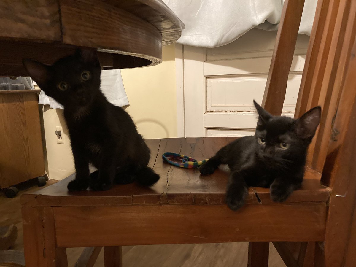 sondy's tweet photo. Kitten gang. #voidwatch2021 #whenisdinner https://t.co/3tQ5EjX5fQ