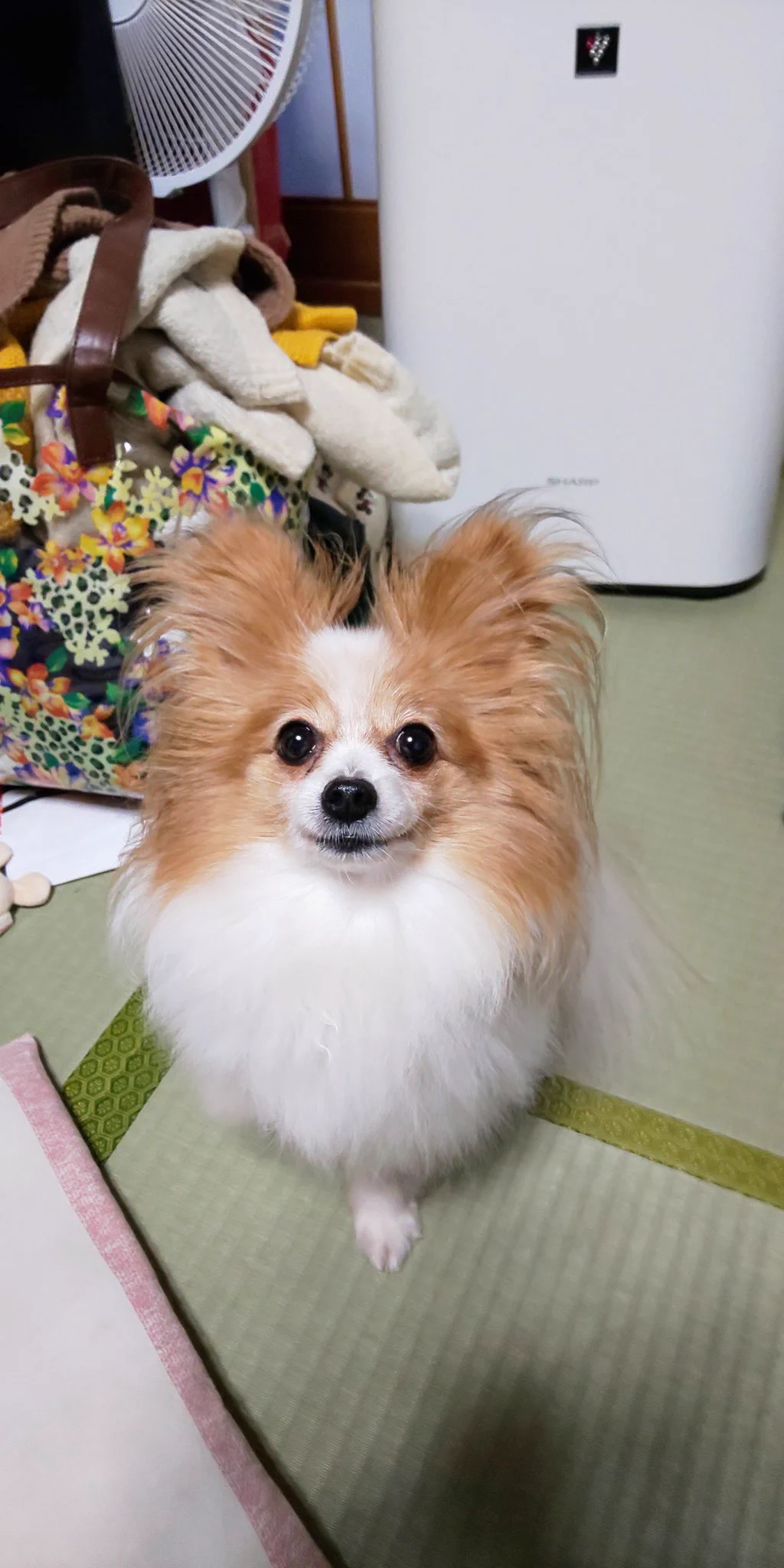 @5sai_desu うちの子はお手、おかわり、ハイタッチ！でしたがプロ顔負けのワンツーを打ってくるようになりました 