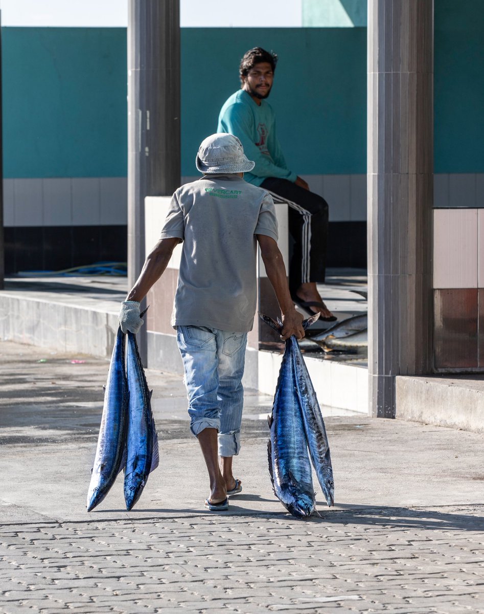 Catching Kattelhi just beyond the island’s reef in Fuvahmulah. Kattelhi remains the deepest catch in the Maldives it can go to the depth of 200 meters.  #fishing #maldives