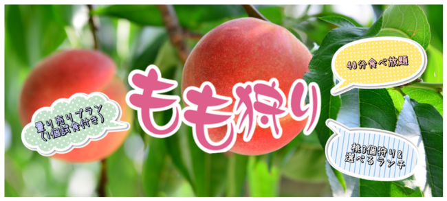 小山市 夏は桃狩り いちごの里 で桃狩りが始まります 開催期間は 予約はいつから 号外net 小山市 下野市