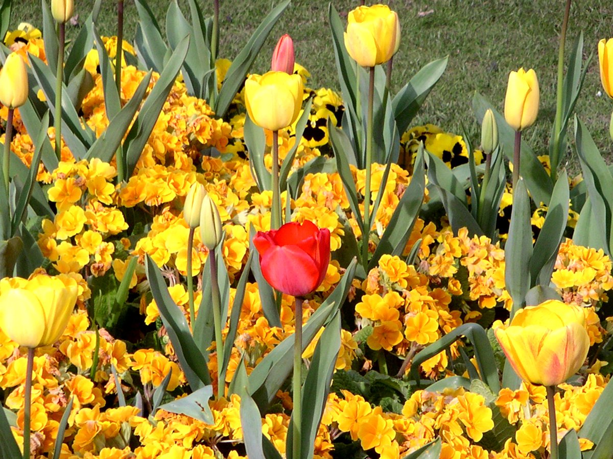 色の違うチューリップ、ですね。