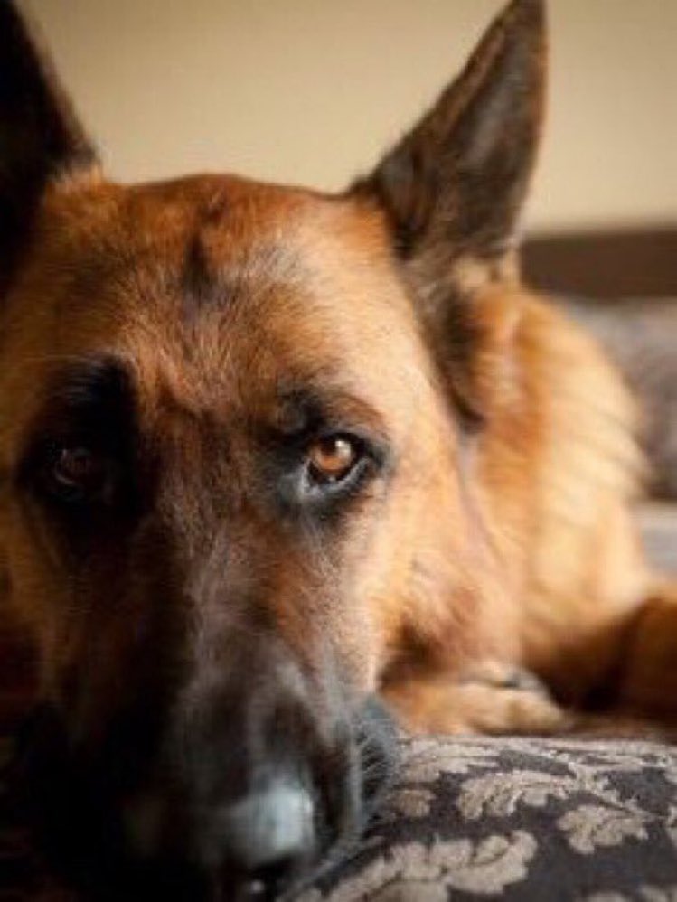 I'm suspicious of people who don't like dogs, but I trust a dog when it doesn't like a person. #truth #dogsknow