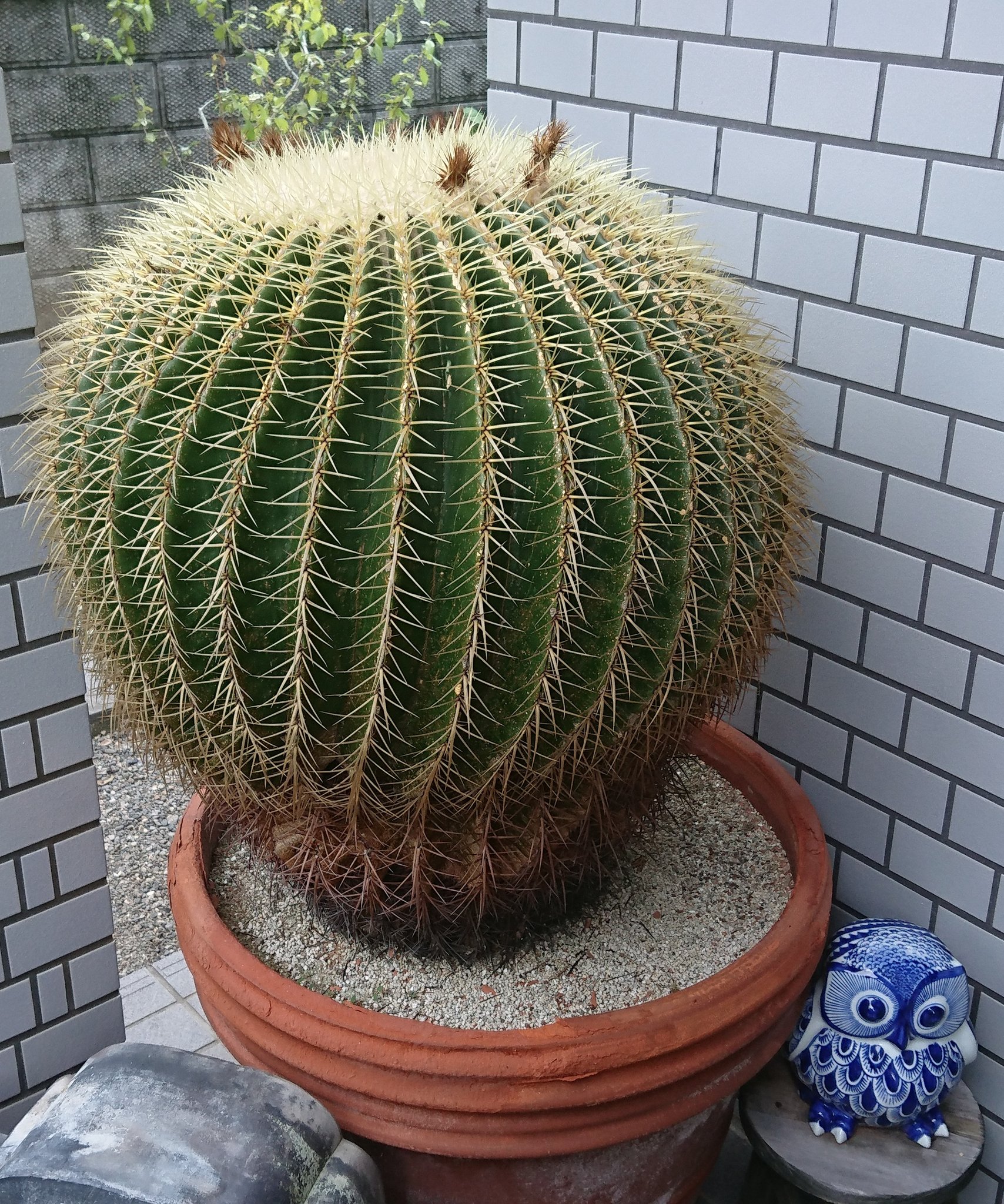 Hamazaki 実家のサボテン また大きくなったけれど そろそろ植え替え可能なサイズの鉢が無い模様 49年目かな 右下のフクロウの置物が25cmほど 環境が決まると 一般家庭の手入れなした状態でもここまで大きくなります サボテン 巨大化 T Hamazaki 実家のサボテン また大きくなったけれど そろそろ植え替え可能なサイズの鉢が無い模様 49年目かな 右下のフクロウの置物が25cmほど 環境が決まると 一般家庭の手入れなした状態でもここまで大きくなります サボテン 巨大化 T