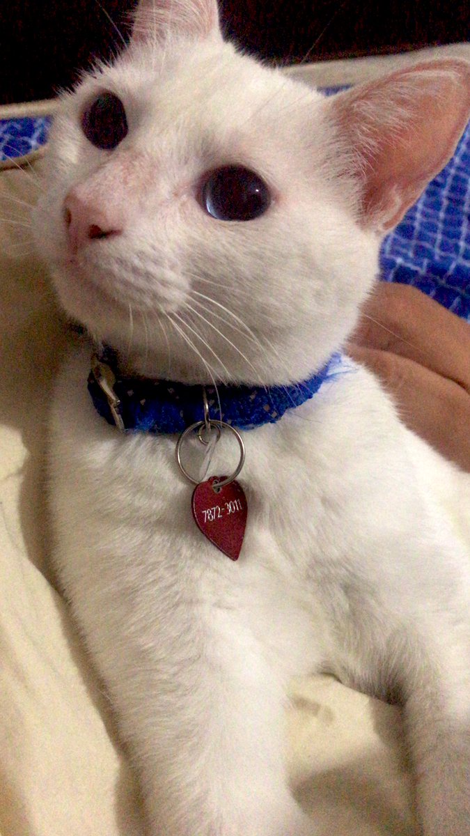 Hola, Olivia se perdió hace como una hora, acá en la zona de la San Luis por la 35 avenida Norte, anda un collar azul con una plaquita roja con su nombre y mi número de contacto.

Por favor ayúdenme a compartirlo y si alguien la ve, puede avisarme por acá o al +503 7872-3011. 🥺