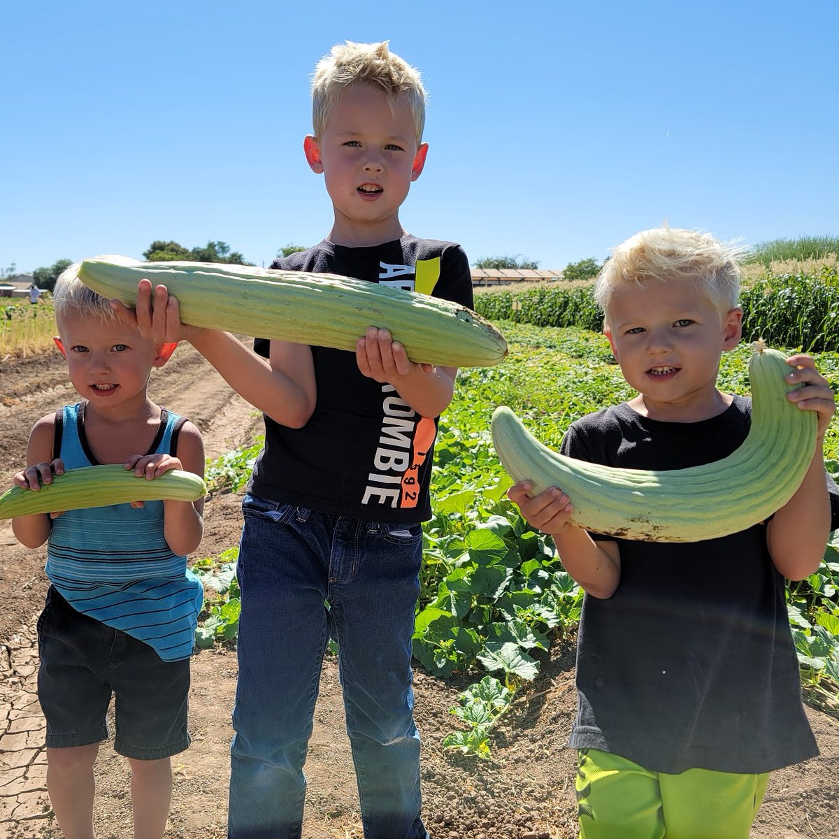 The u-pick will be open tomorrow. June is u-pck month: Wednesdays, Fridays &amp; Saturdays 7am-11am. There are only seven u-pick days left.  #upick
