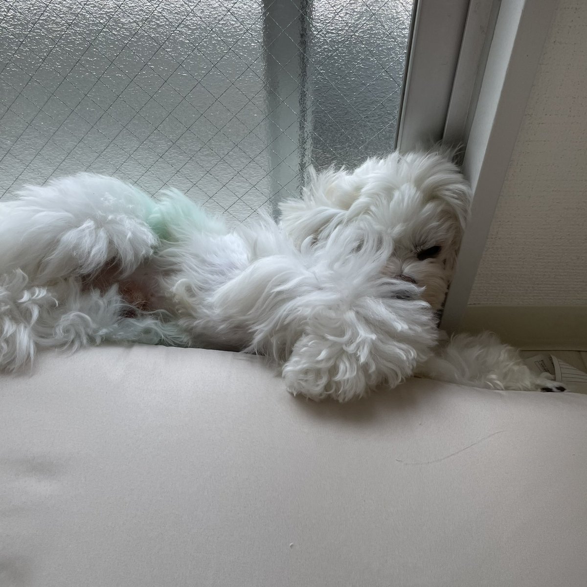 aimisa0805's tweet photo. むりひますぎ https://t.co/UqRs5LhK0U