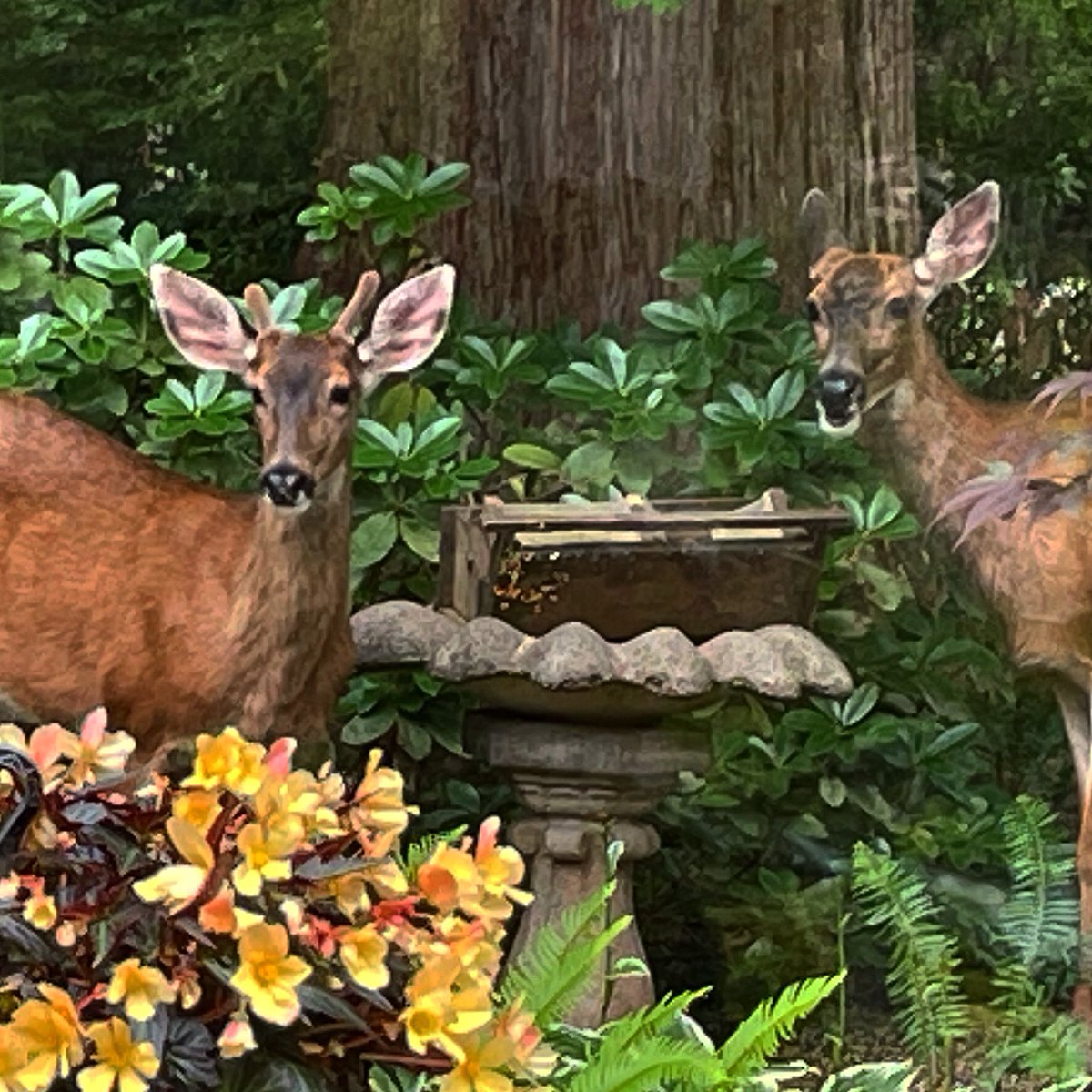 printerbill's tweet image. My dinner guest.