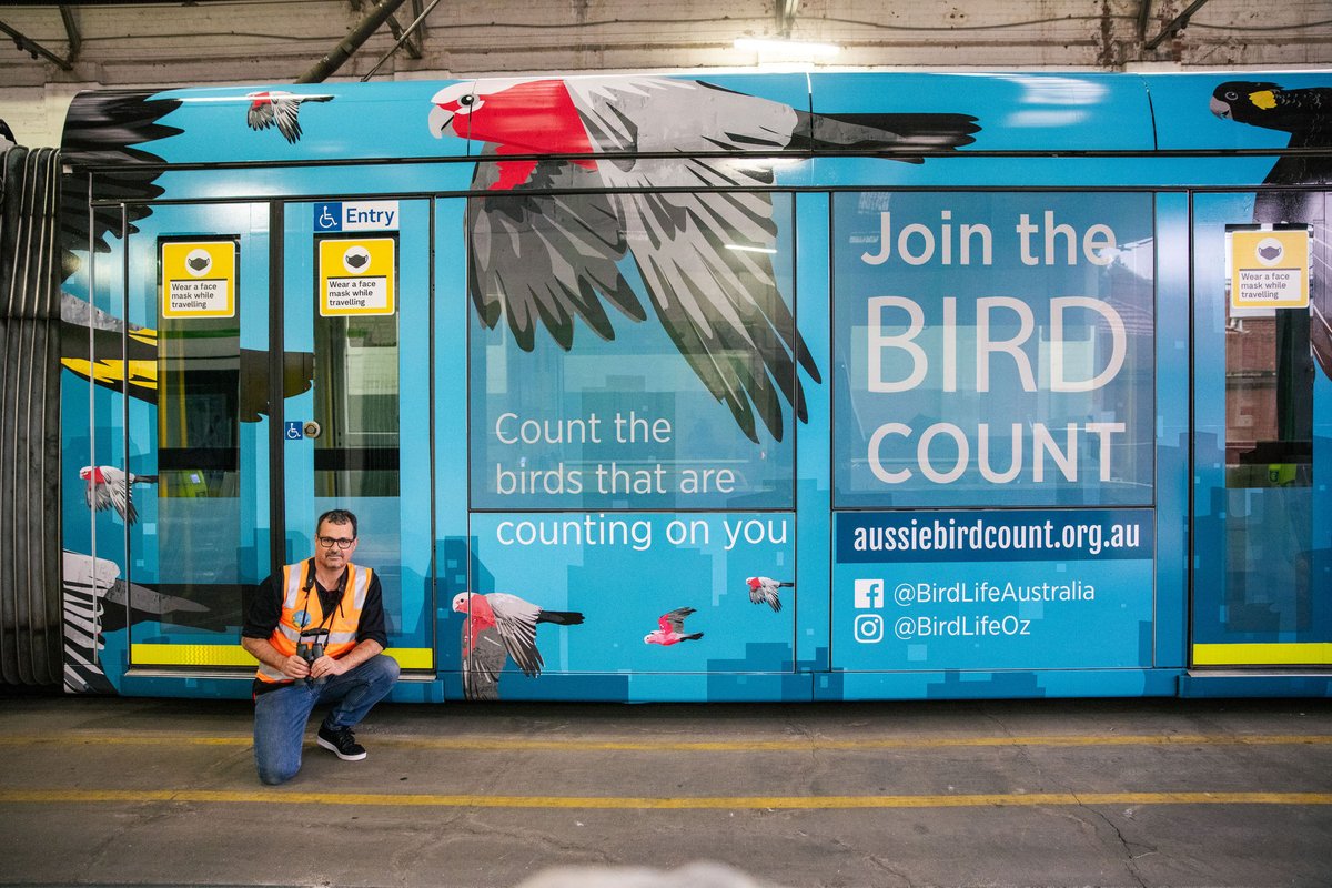 BirdlifeOz's tweet photo. One of Melbourne's trams is spreading the word about the #AussieBackyardBirdCount,
thanks to the 2021 @yarratrams Community Partnerships Program! @Twitchathon visited the depot to see the tram off last month.
Spot it along Routes 48 and 109 until September!
📷 James HH Morgan https://t.co/mrsDCVCpf8