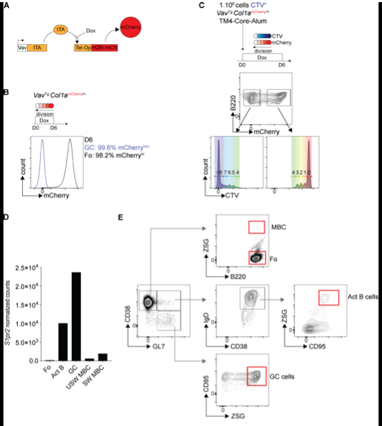 mmw_lmw's tweet photo. #Memory_B_cells | Germinal center–dependent and –independent produced throughout the immune response | Michel Nussenzweig @RockefellerUniv @Jexpmed https://t.co/a6syWy8J88 https://t.co/V7JcpVDt2e