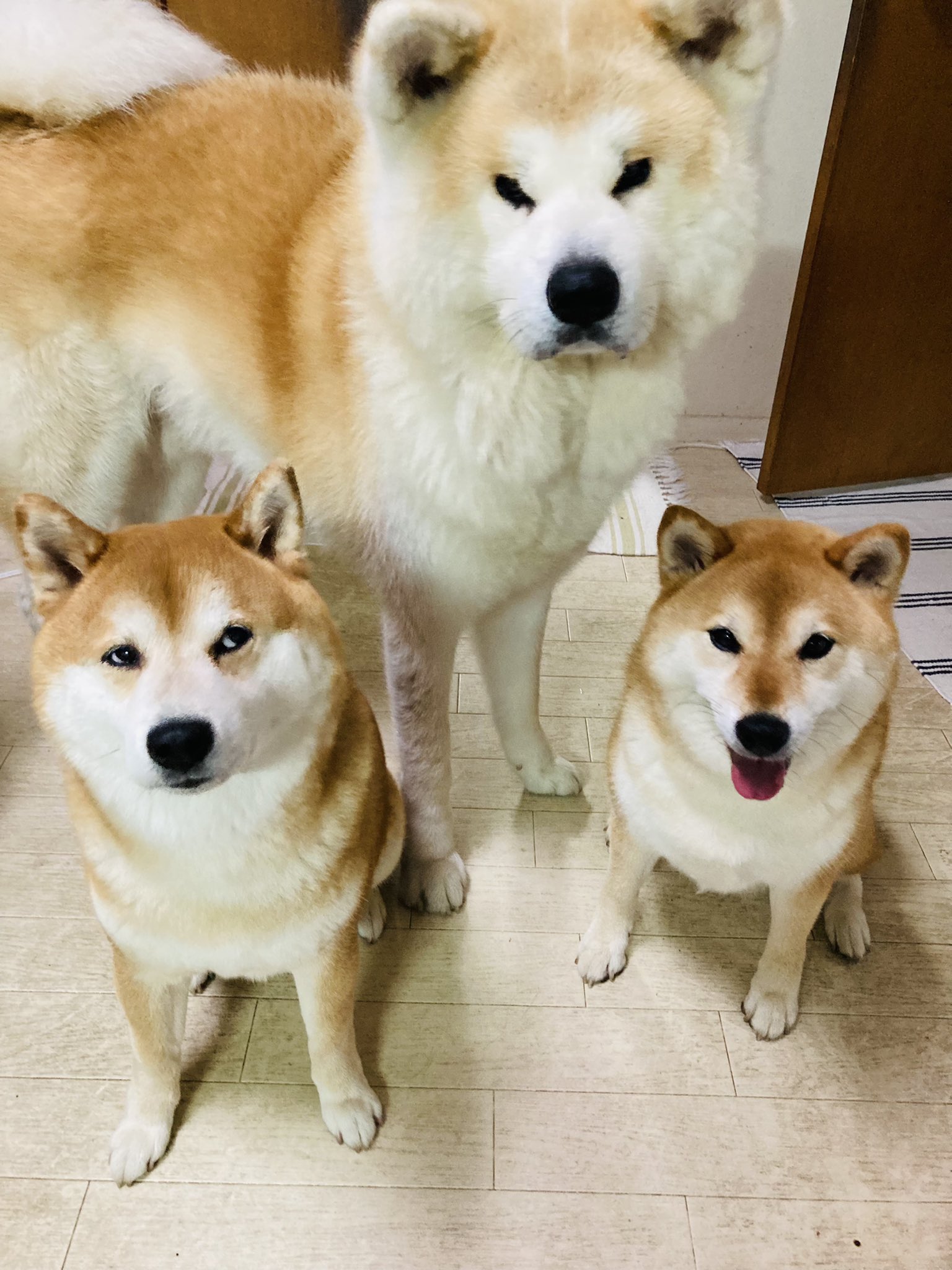 Twitter 上的 柴犬 秋田犬 はちモナじんくんとポン吉 はちににらまれてるのに気づかずのんきにジャーキーをもらうを待ってるじんくん 秋田犬 柴犬 多頭飼い 日本犬 T Co Yyecvaosgc Twitter