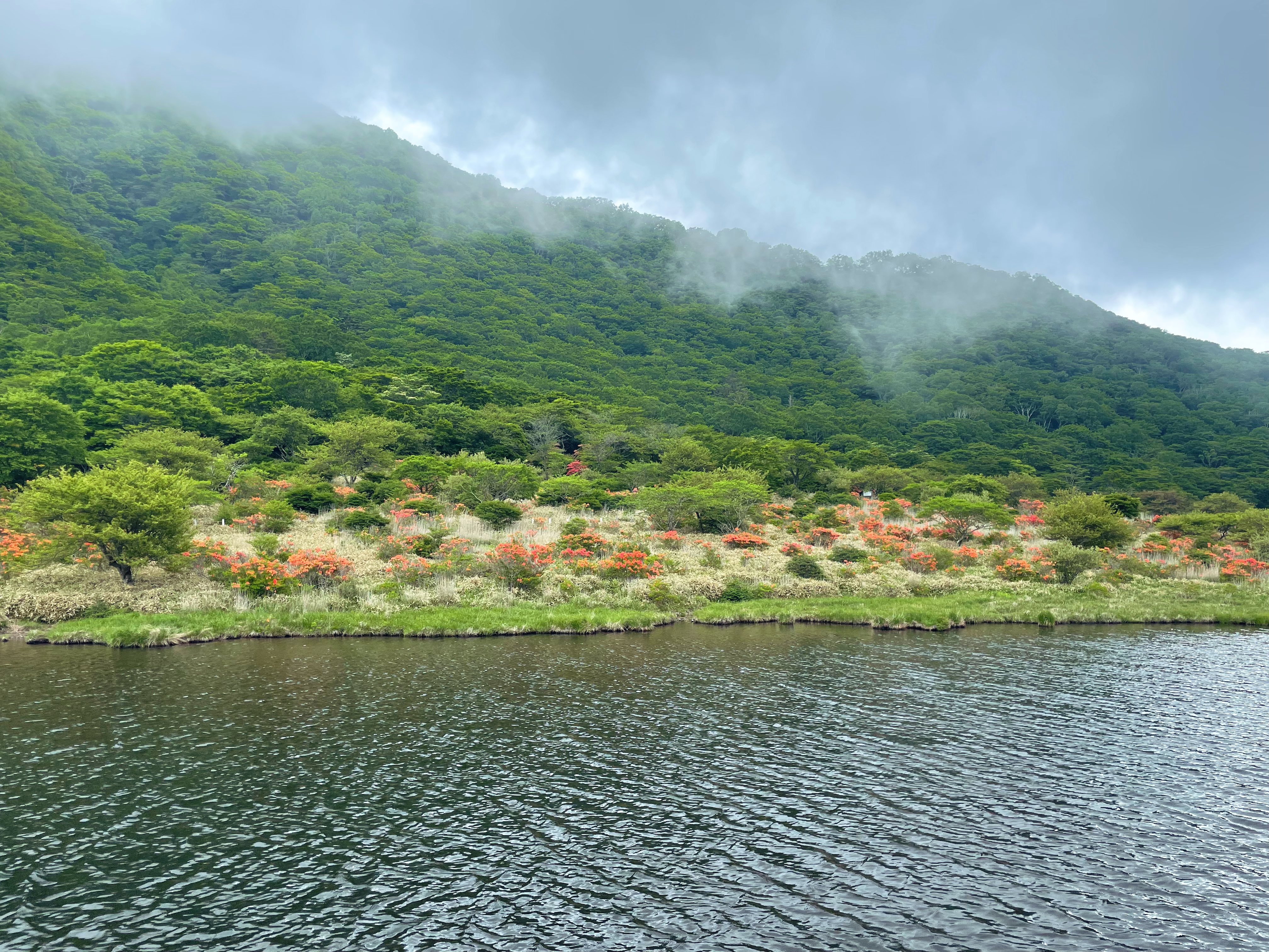 赤城山 Akagi Trip 群馬県赤城山 今日の赤城山 ツツジシーズン終盤 覚満淵 レンゲツツジ 見頃 白樺牧場 レンゲツツジ 見頃 ヤマツツジ 見頃過ぎ 市街地よりマイナス10度涼しいので 上着をお忘れなく 赤城山 イマソラ ツツジ レンゲツツジ 山が好き