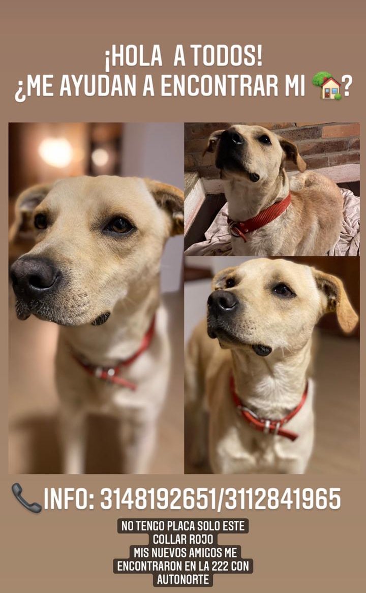 jairoavp's tweet photo. Hola apoyo para rotar la voz perrito encontrado en la auto norte con 222 @AnimalesBOG @La_Huella_Roja https://t.co/tRJm1yDt0K
