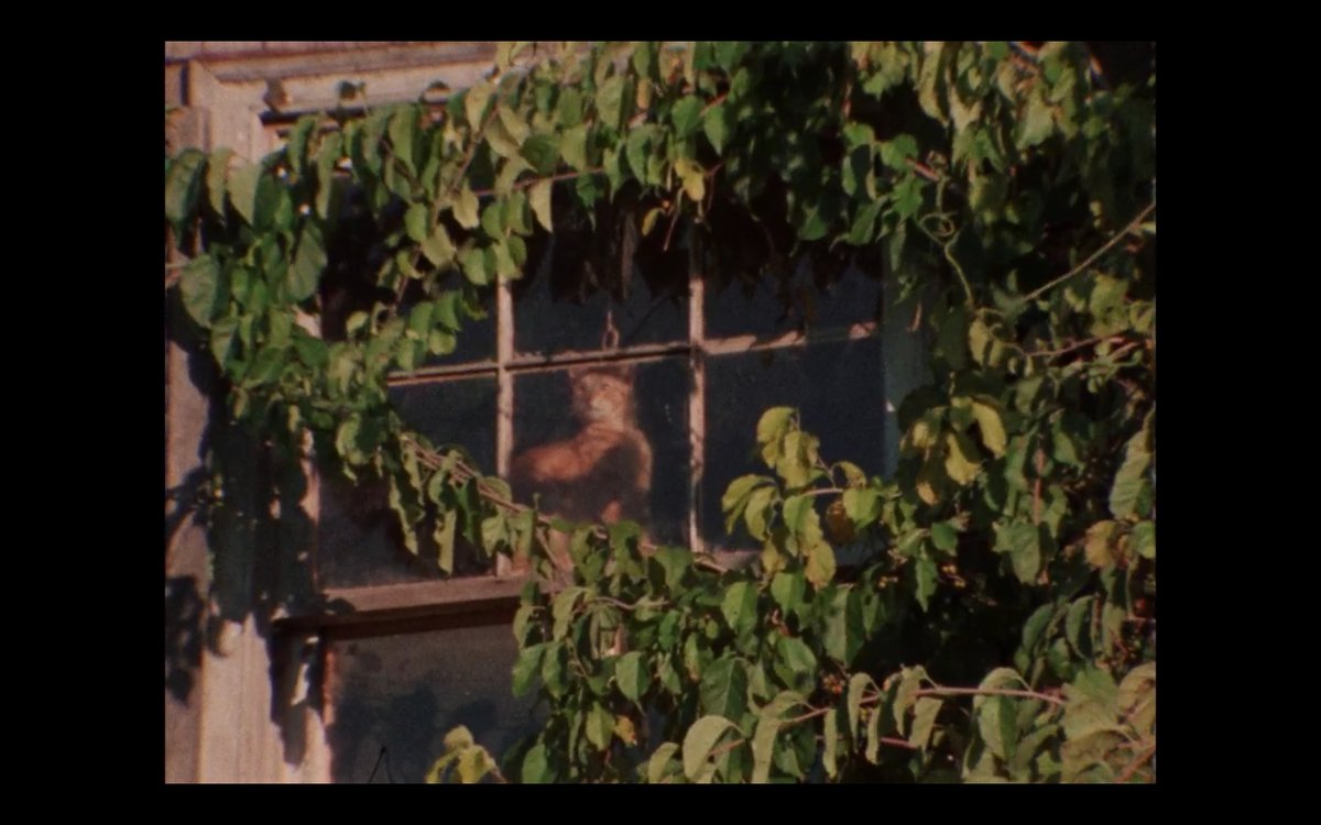 dovecotes_'s tweet photo. The cats of "Grey Gardens" 1975 (Albert &amp; David Maysles) https://t.co/PF6t60VmFO