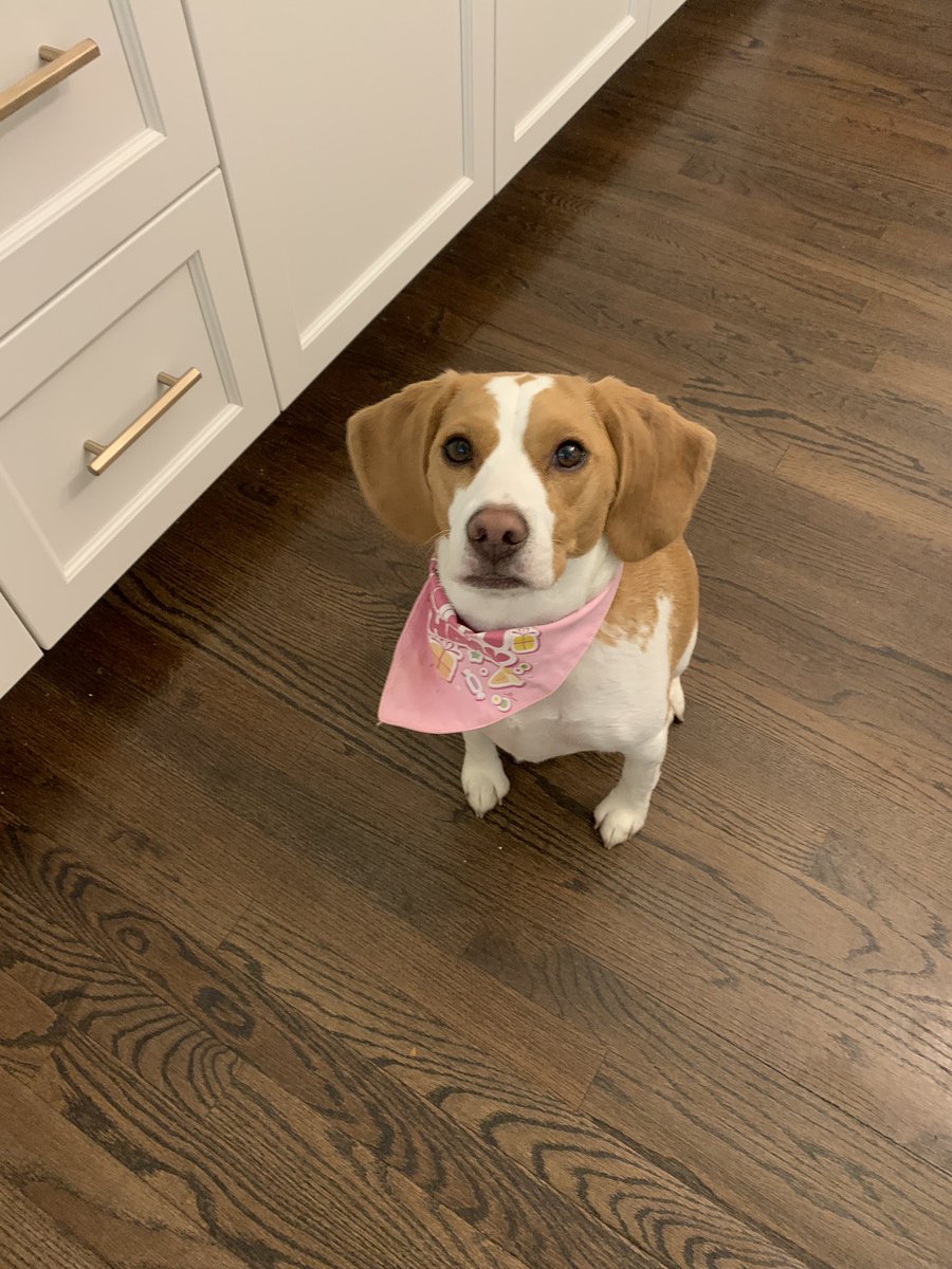 BeagleLemon's tweet photo. 2nd Birthday was filled with toys and treats and now I’m pooped. #beaglefacts #beagle #puppies #beagles #puppiesoftwitter https://t.co/cg4VYnTilu