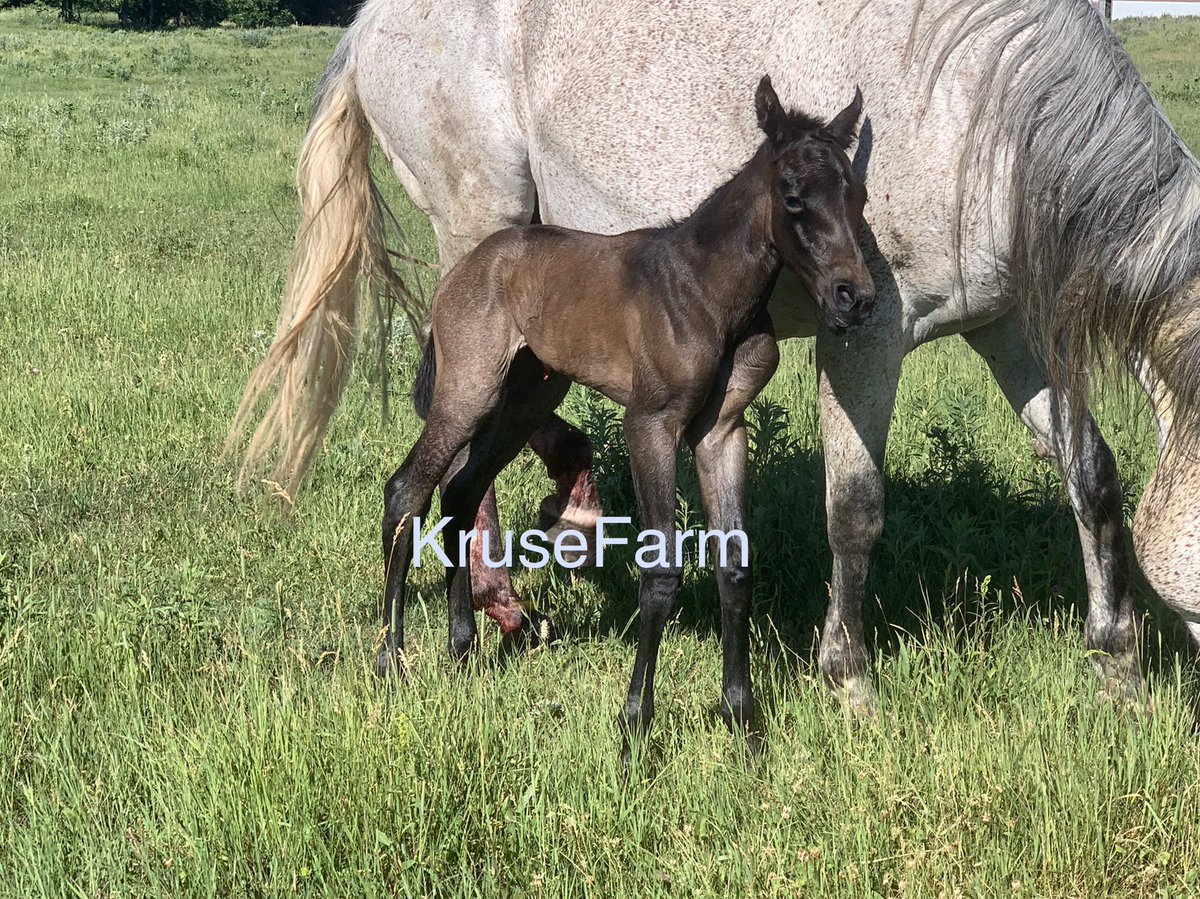 Meet Cola. AQHA blue roan filly. She is Tuffernhel bred. <a href="/CircleEquine/">EquineCircle</a> <a href="/farm_kruse/">KruseFarm</a> <a href="/CircleGallop/">GallopCircle</a> <a href="/AQHA/">AQHA</a>