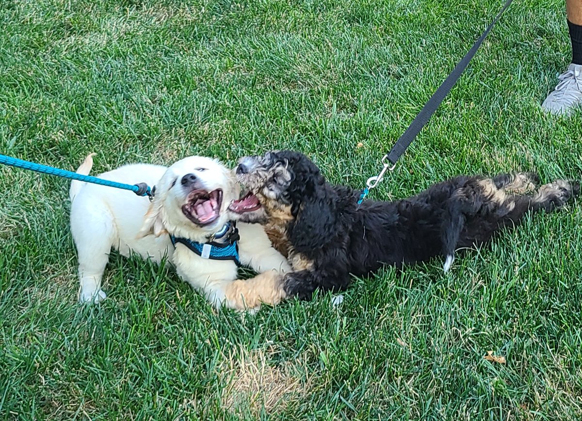 OfByrdie's tweet photo. Second puppy playdate with new friend Maple. We are friends and we are fierce! https://t.co/gUZwO7RkrE