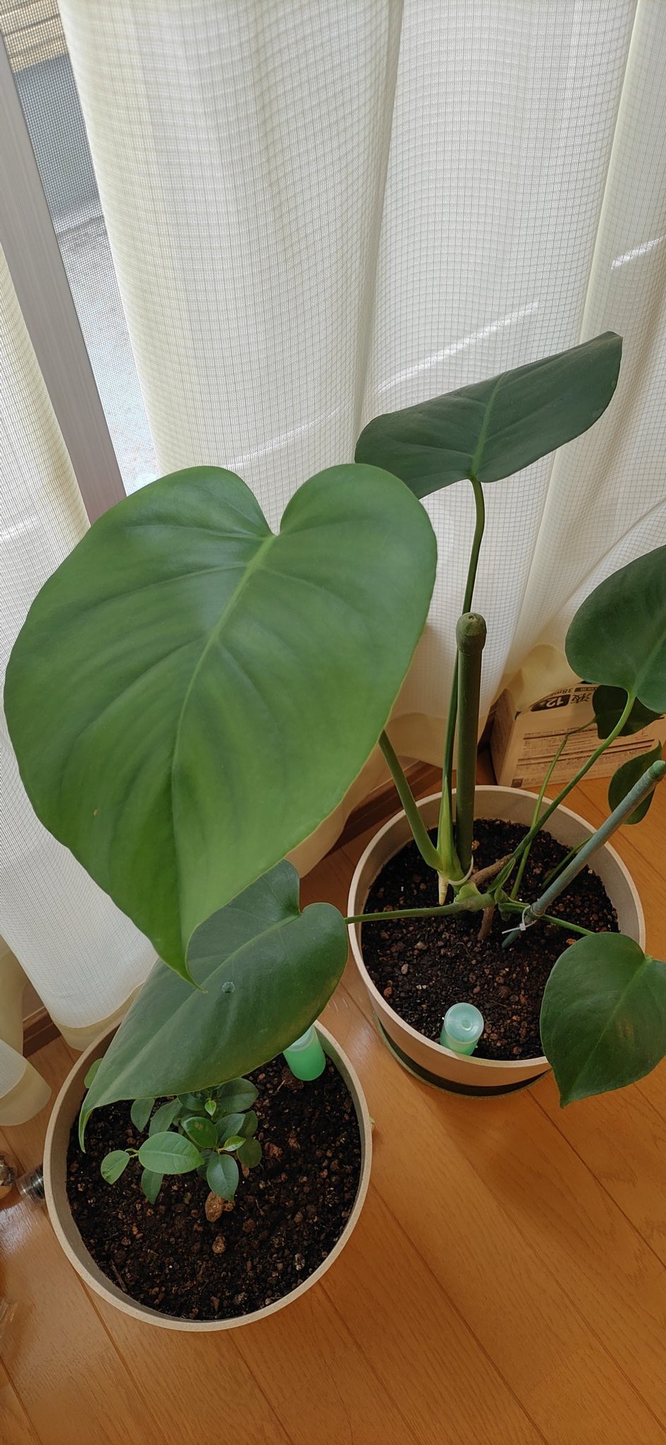 ゆずかぼちゃ 植え替えと肥料のおかげでもりもり伸びてるけど相変わらずモンステラの葉っぱが割れない ガジュマル モンステラ T Co Jwsrkvriwd Twitter