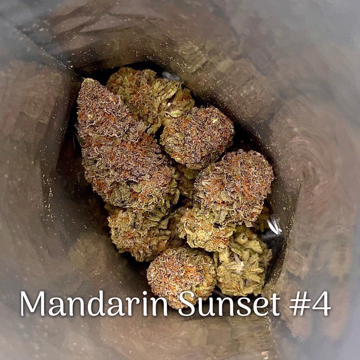 bloccoli7's tweet photo. Mandarin Sunset #4 (indica 60%)

#blocoli #420day #กัญชาเสรี #คุ๊กกี้กัญชา #น้ำมันกัญชา #weed #กัญชา #สายเขียว #กัญชาออแกนิค #OG #canabis #stoner #spacecookie #เยลลี่กัญชา #เมล็ดกัญชา #ใบกัญชา https://t.co/pXUaq2FCx3