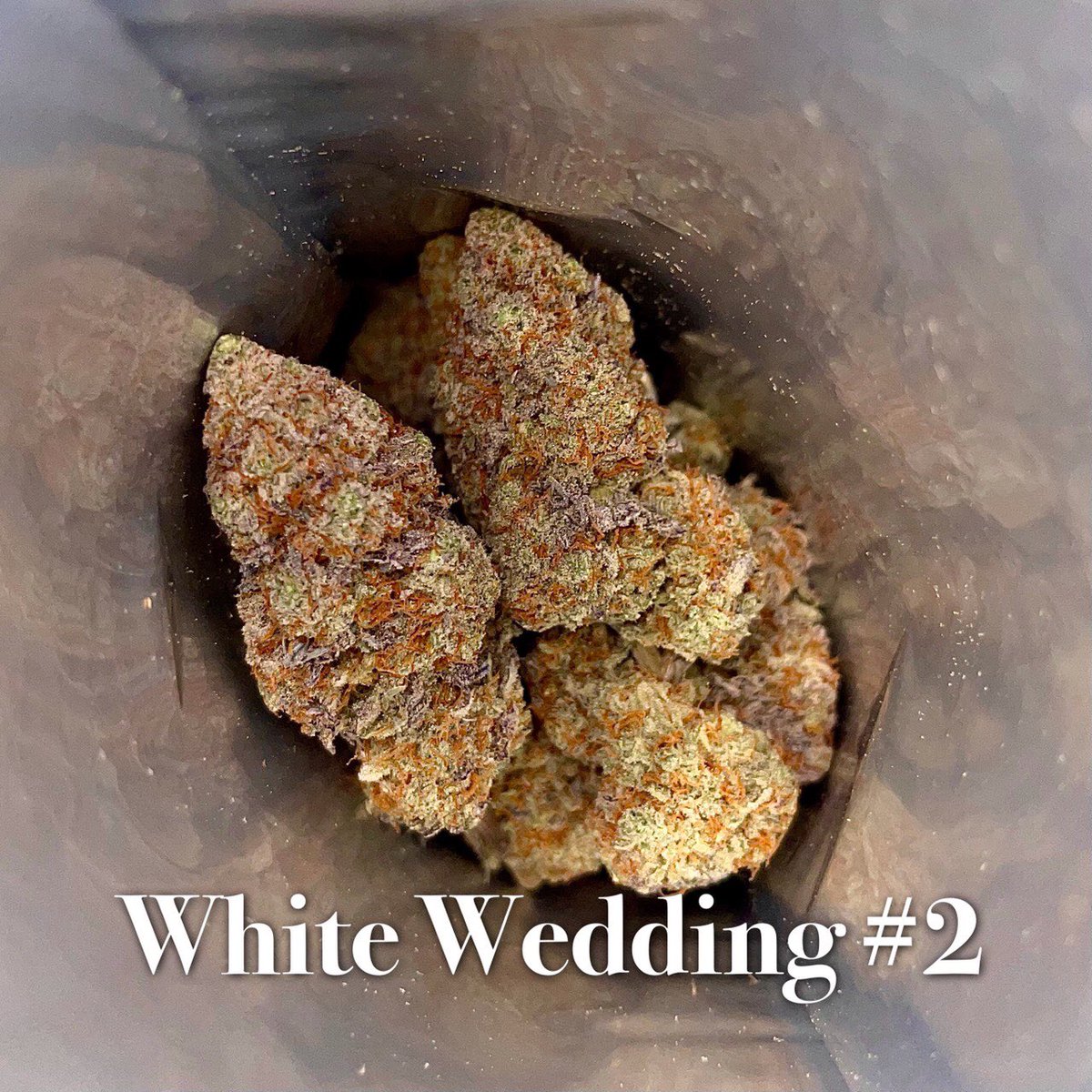 bloccoli7's tweet photo. White wedding #2#3#4#5 (hybrid)
#blocoli #420day #กัญชาเสรี #คุ๊กกี้กัญชา #น้ำมันกัญชา #weed #กัญชา #สายเขียว #กัญชาออแกนิค #OG #canabis #stoner #spacecookie #เยลลี่กัญชา #เมล็ดกัญชา #ใบกัญชา https://t.co/FSGzDwC4Hr