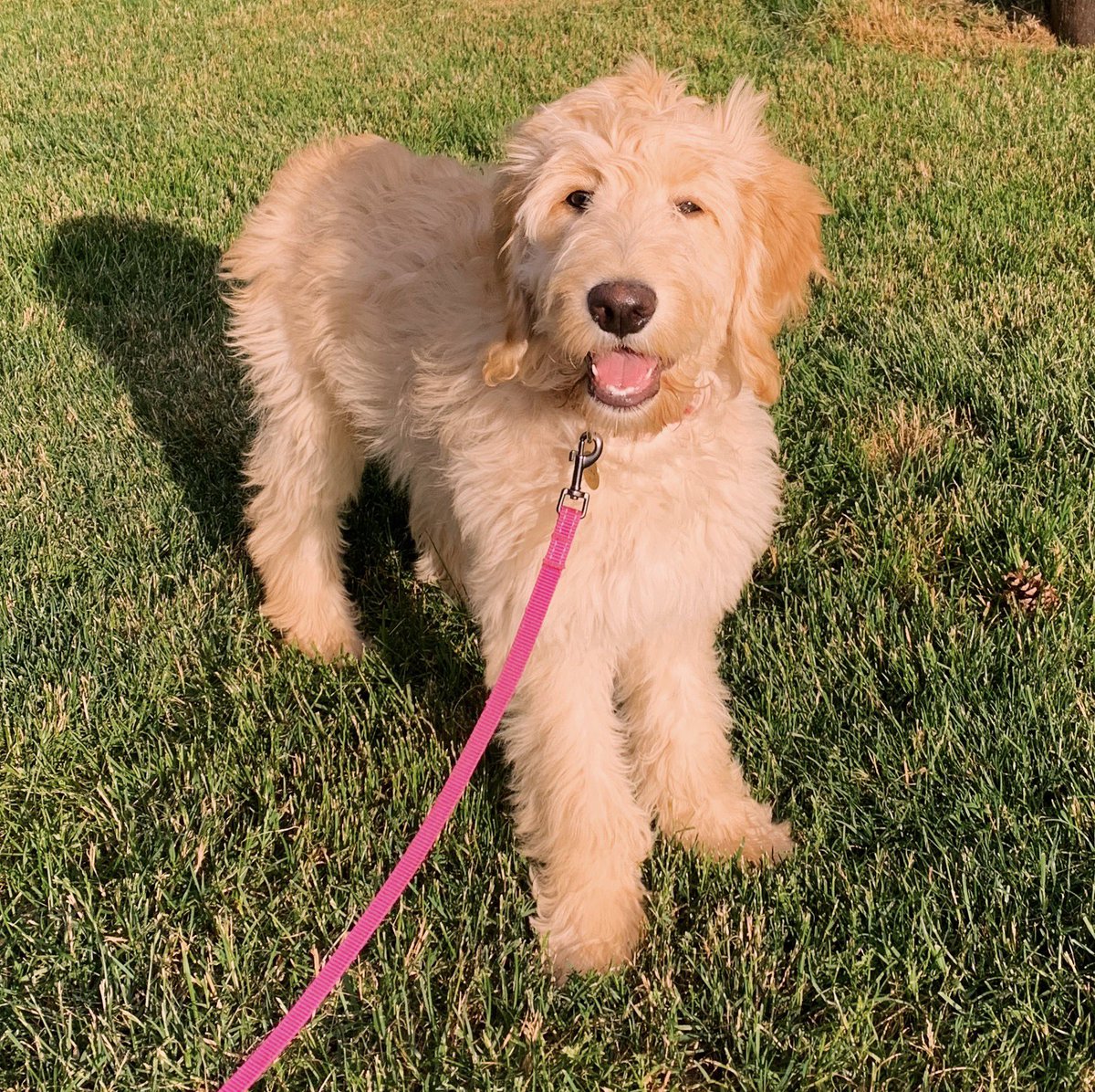 bayleekperry's tweet photo. Pup size update. https://t.co/2bKL1ahRvM