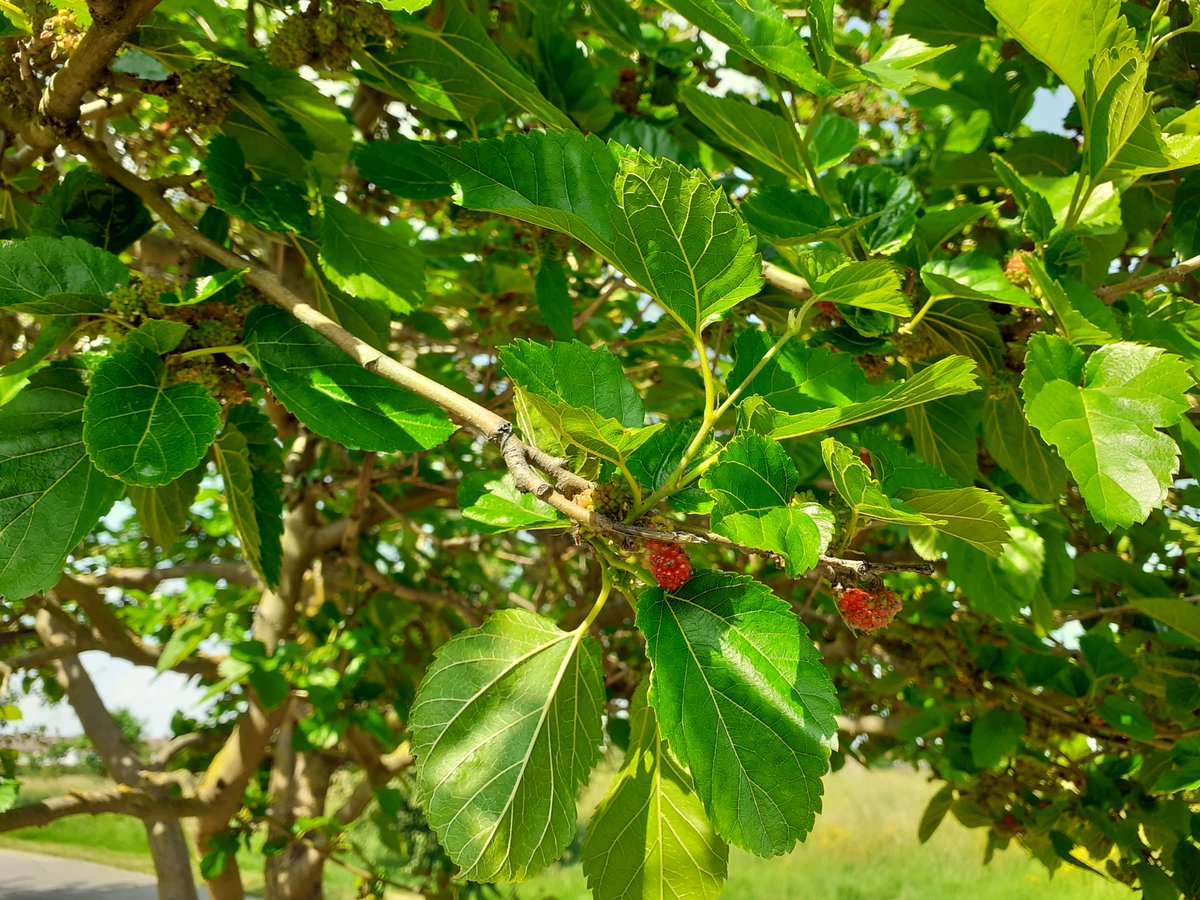 LordshipHub's tweet photo. Seek out the lovely Mulberry trees fruiting in Lordship Rec as you walk the perimeter path and listen out for the sparrows in the hawthorn hedgerows. Join our free guided "walk on the wildside"  in the Rec at 11am Saturday 26th June, meet at Lordship Hub
#haringeyparks https://t.co/9aTUzYtxhS