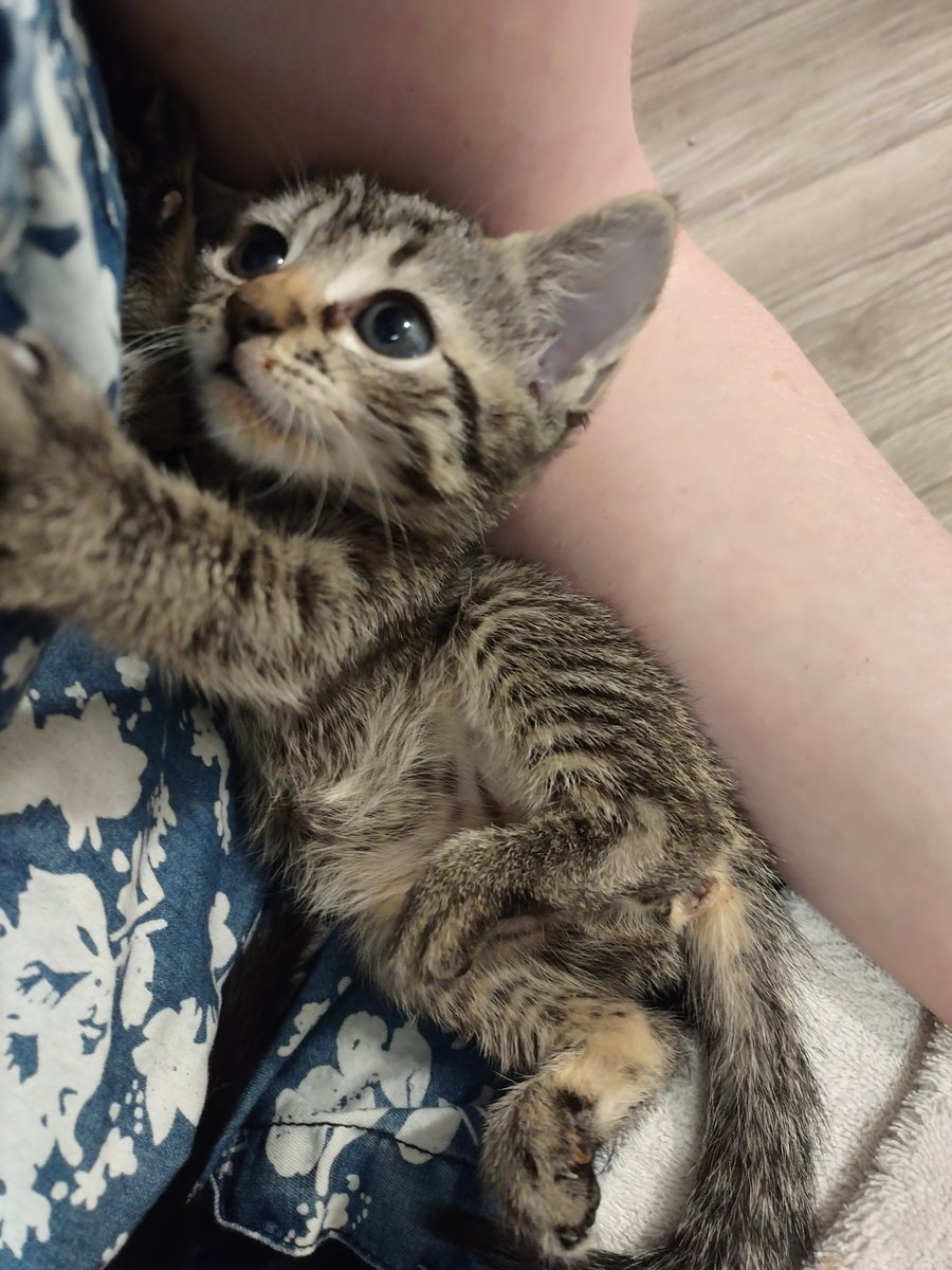 the Cagle Cats tweet media