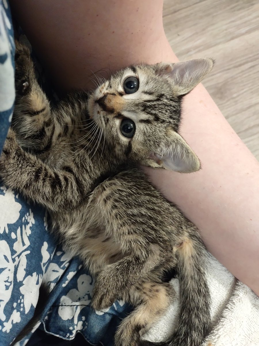 the Cagle Cats tweet media