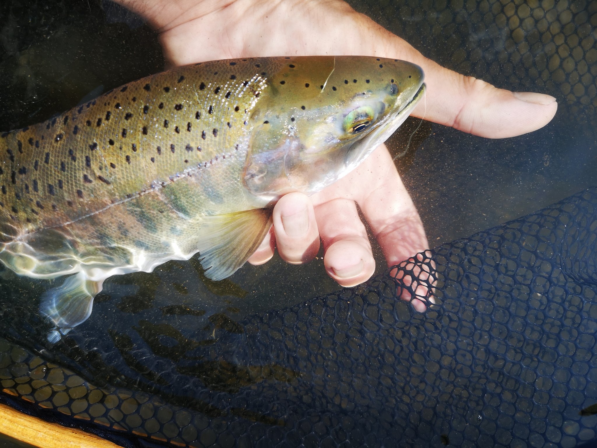 でごピー 今朝の魚野川30分フィッシング 37 大山女魚が出てくれた 足場悪くてちゃんと撮影出来なくて残念だけど 陸には絶対に上げなくなかったので 魚野川で山女魚35 超えはなかなかレアだと思って鱒 魚野川 本流 魚沼漁協 大ヤマメ 大山女