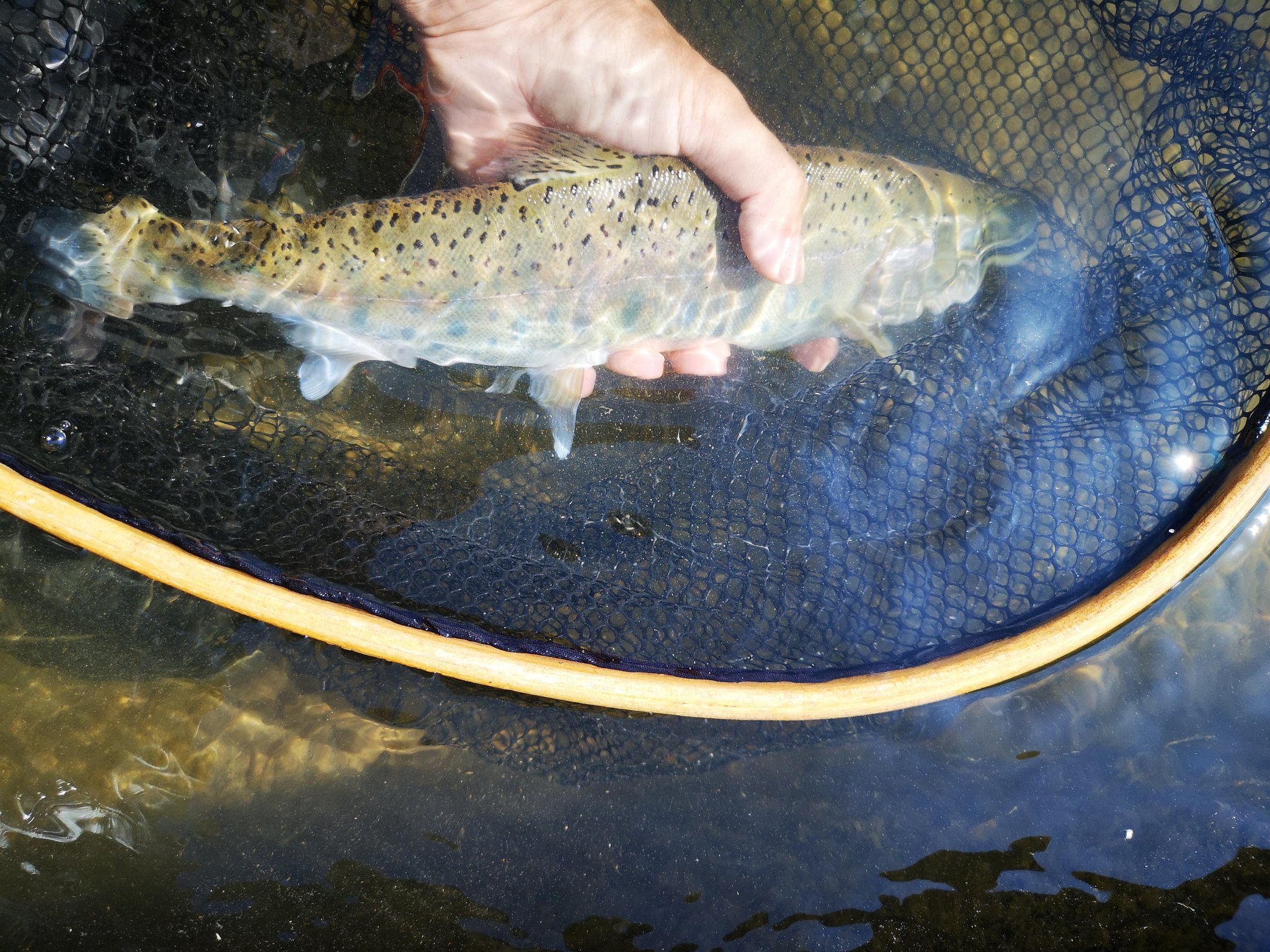 でごピー A Twitter 今朝の魚野川30分フィッシング 37 大山女魚が出てくれた 足場悪くてちゃんと撮影出来なくて残念だけど 陸には絶対に上げなくなかったので 魚野川で山女魚35 超えはなかなかレアだと思って鱒 魚野川 本流 魚沼漁協 大ヤマメ 大山女